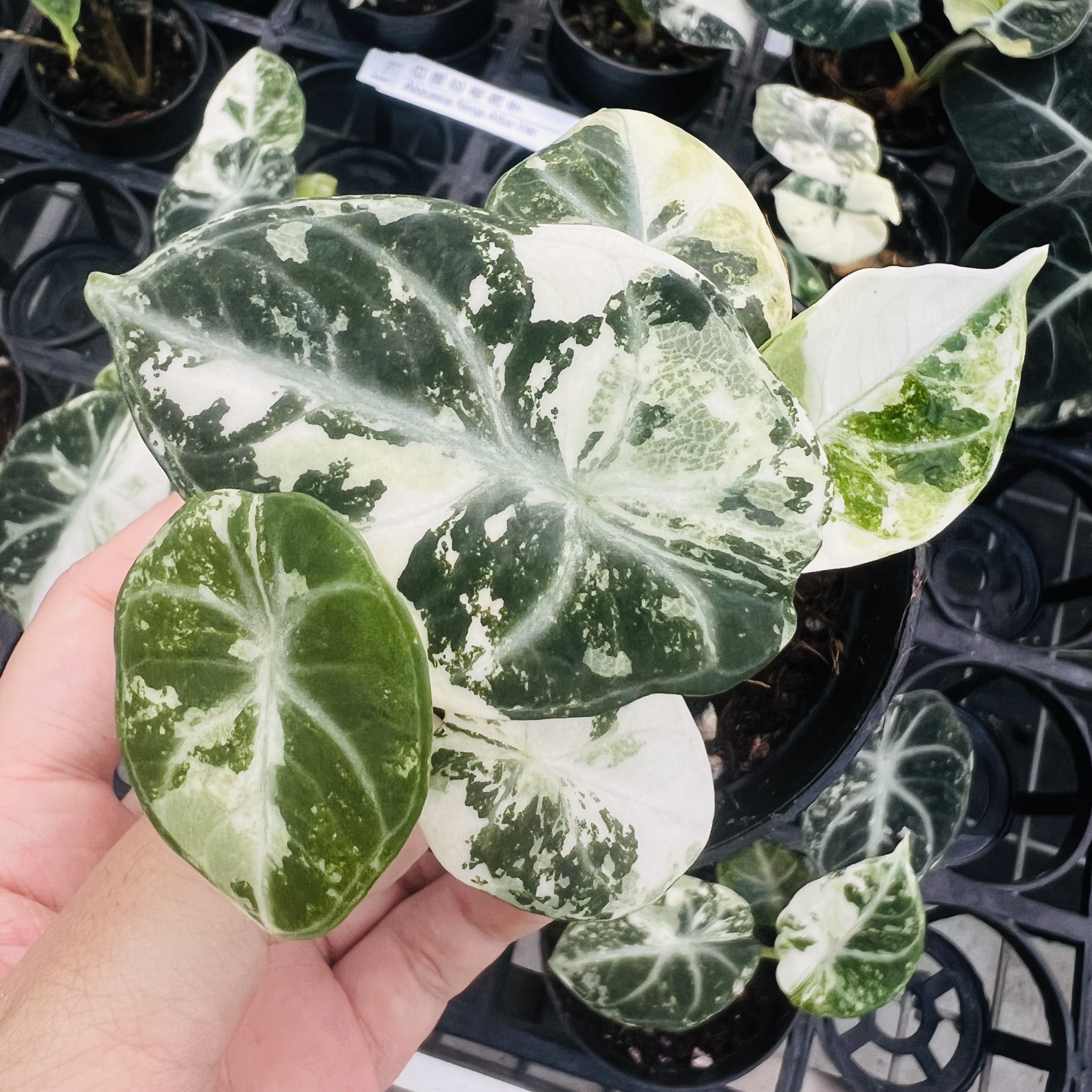 Alocasia Ninja Albo Variegated