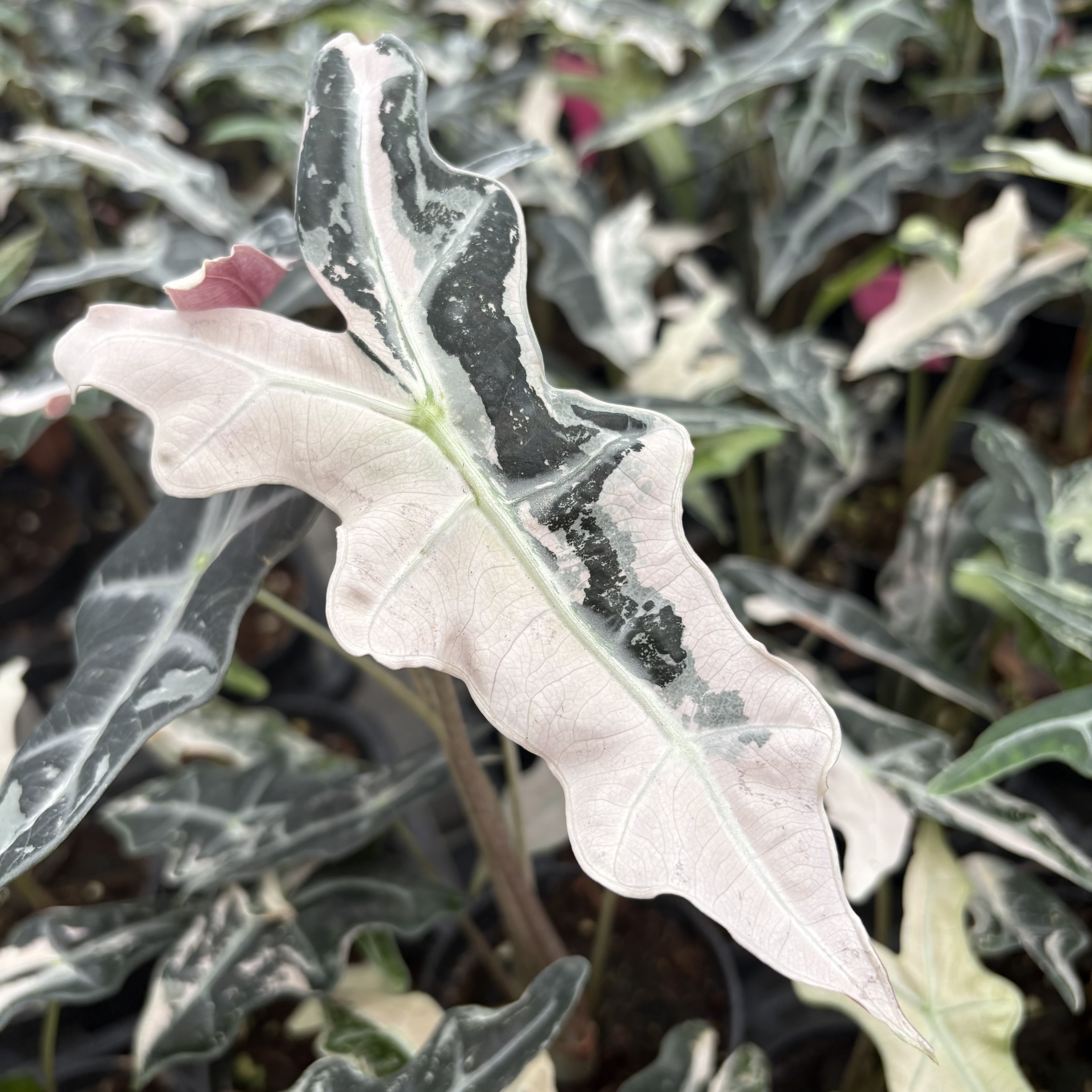 Alocasia Nobilis Pink Variegated K Version