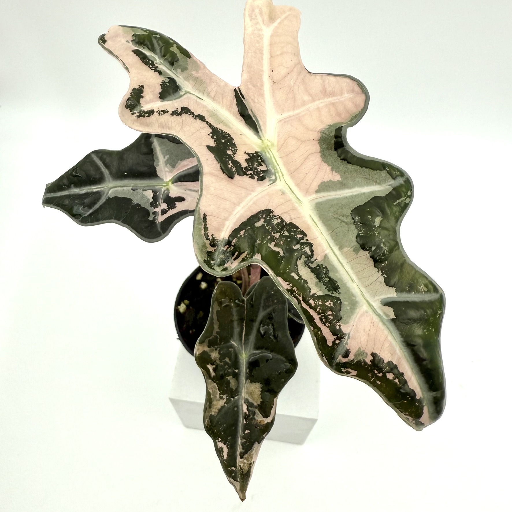 Alocasia Nobilis Pink Variegated K Version