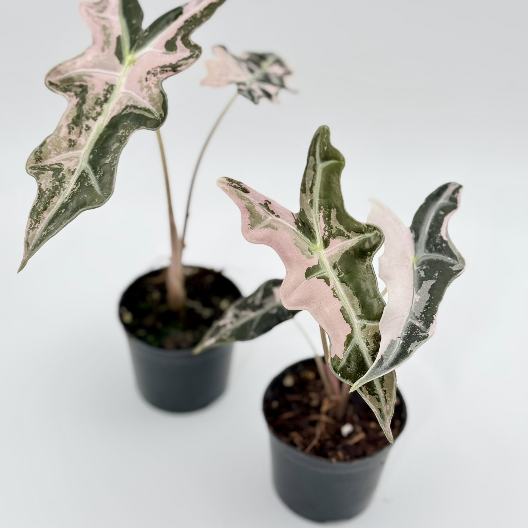 Alocasia Nobilis Pink Variegated K Version