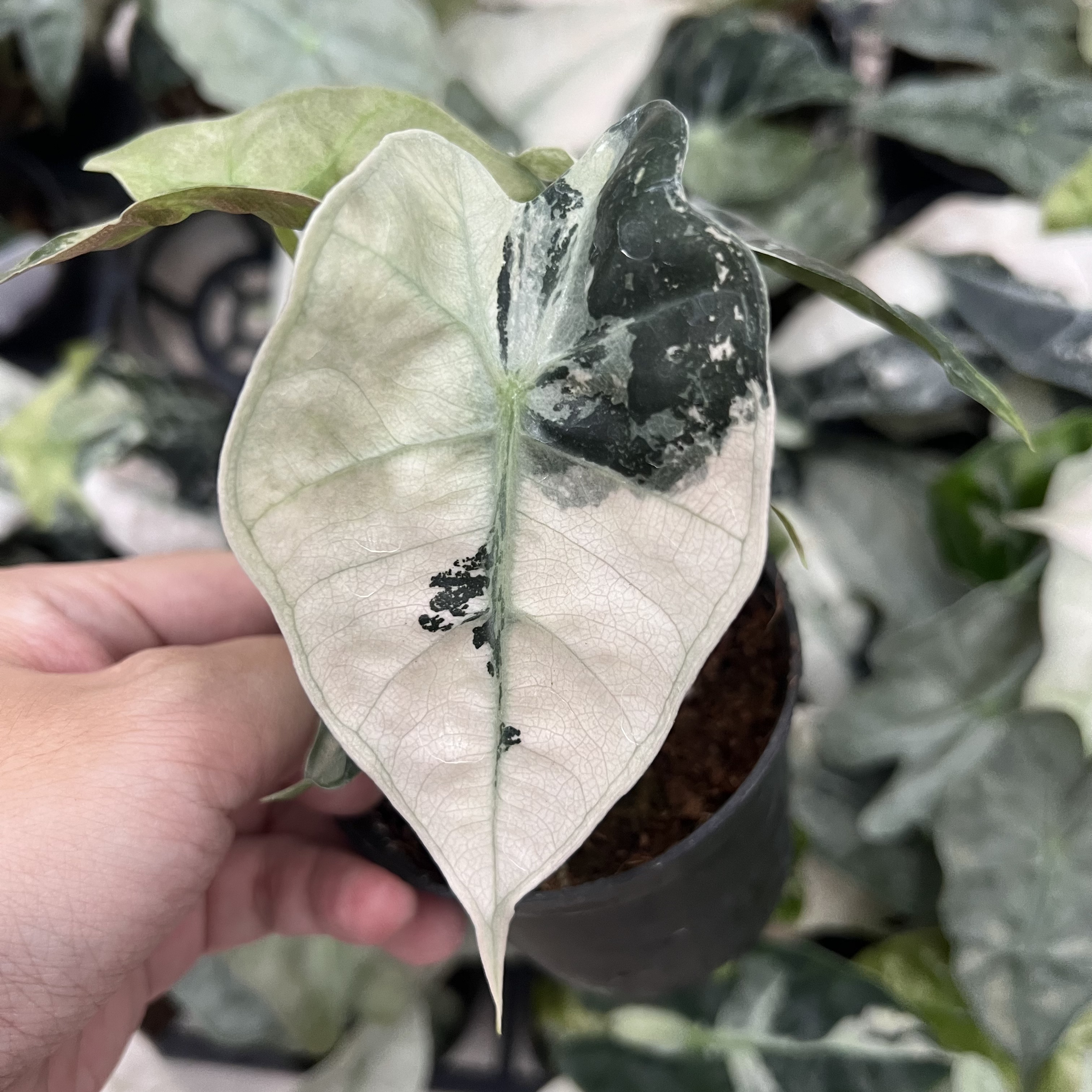 Alocasia Polly Mint Variegated