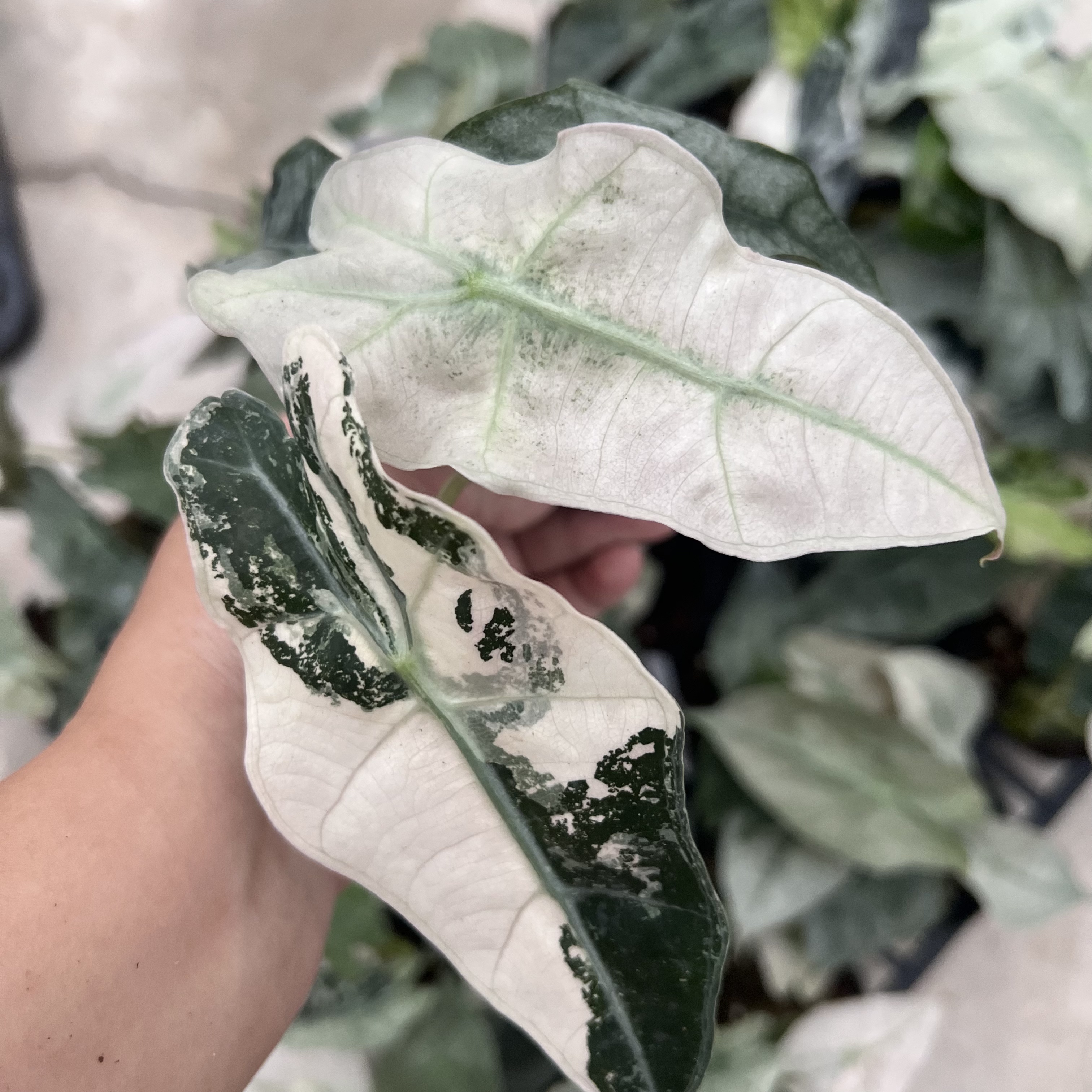 Alocasia Polly Mint Variegated