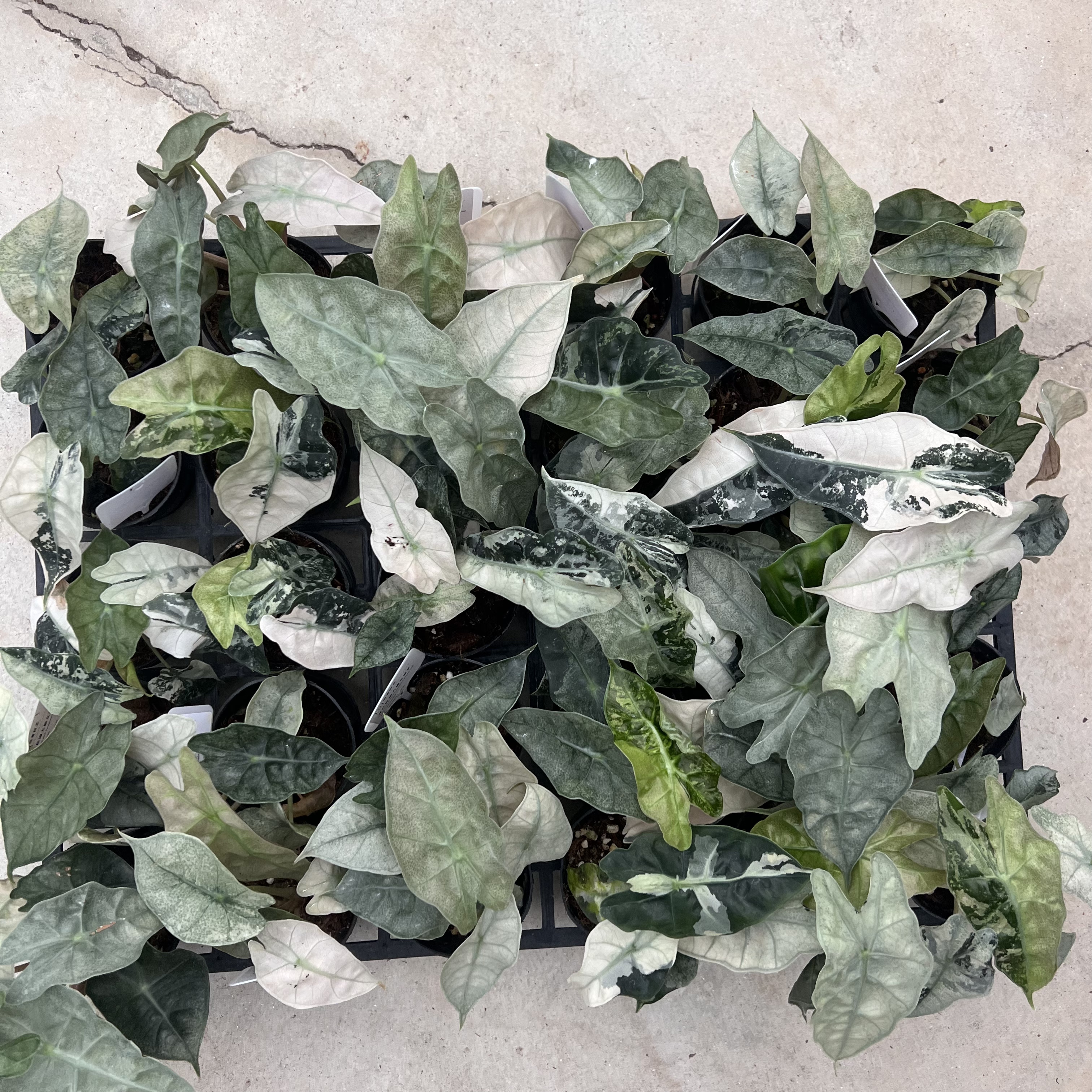 Alocasia Polly Mint Variegated