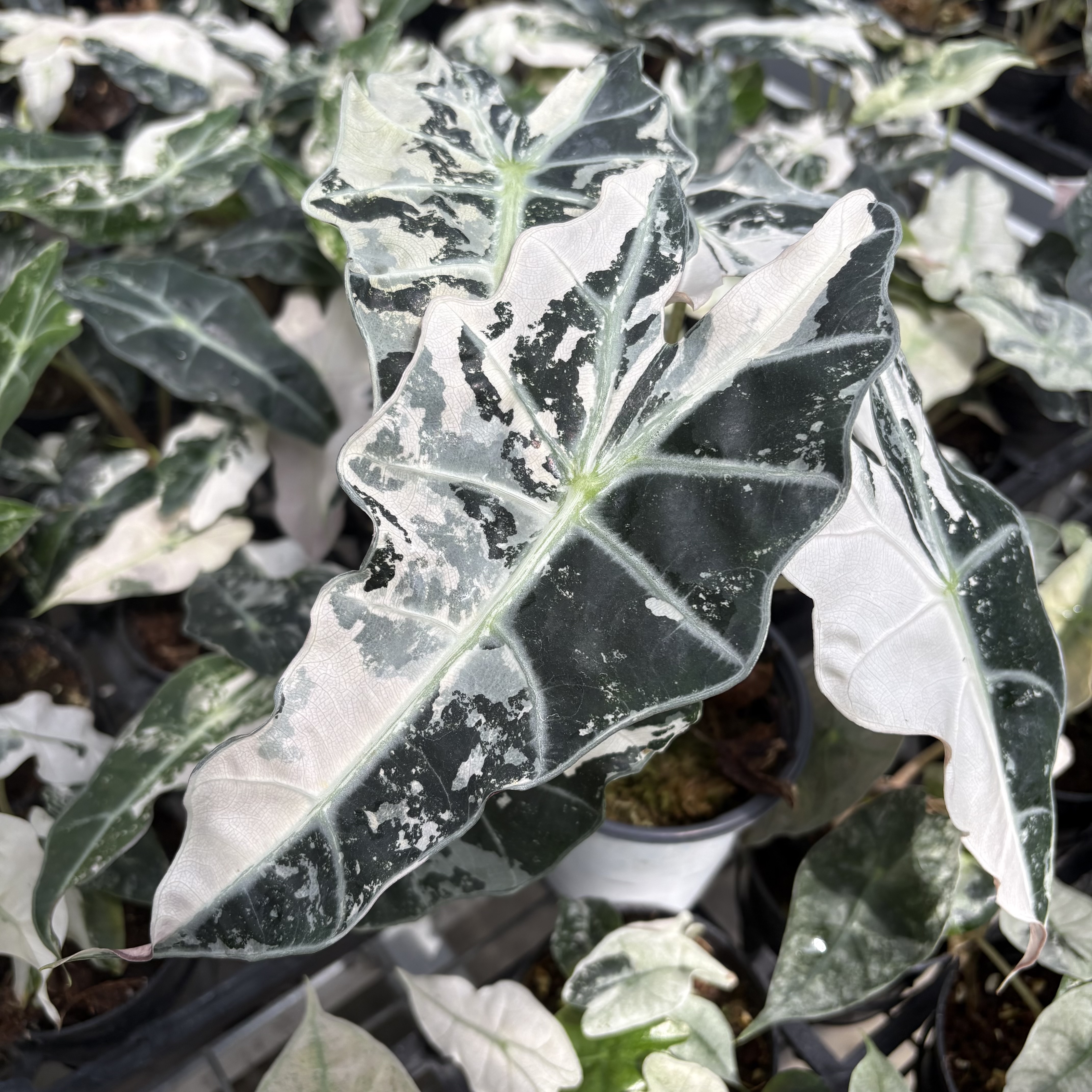 Alocasia Polly Pink Variegated