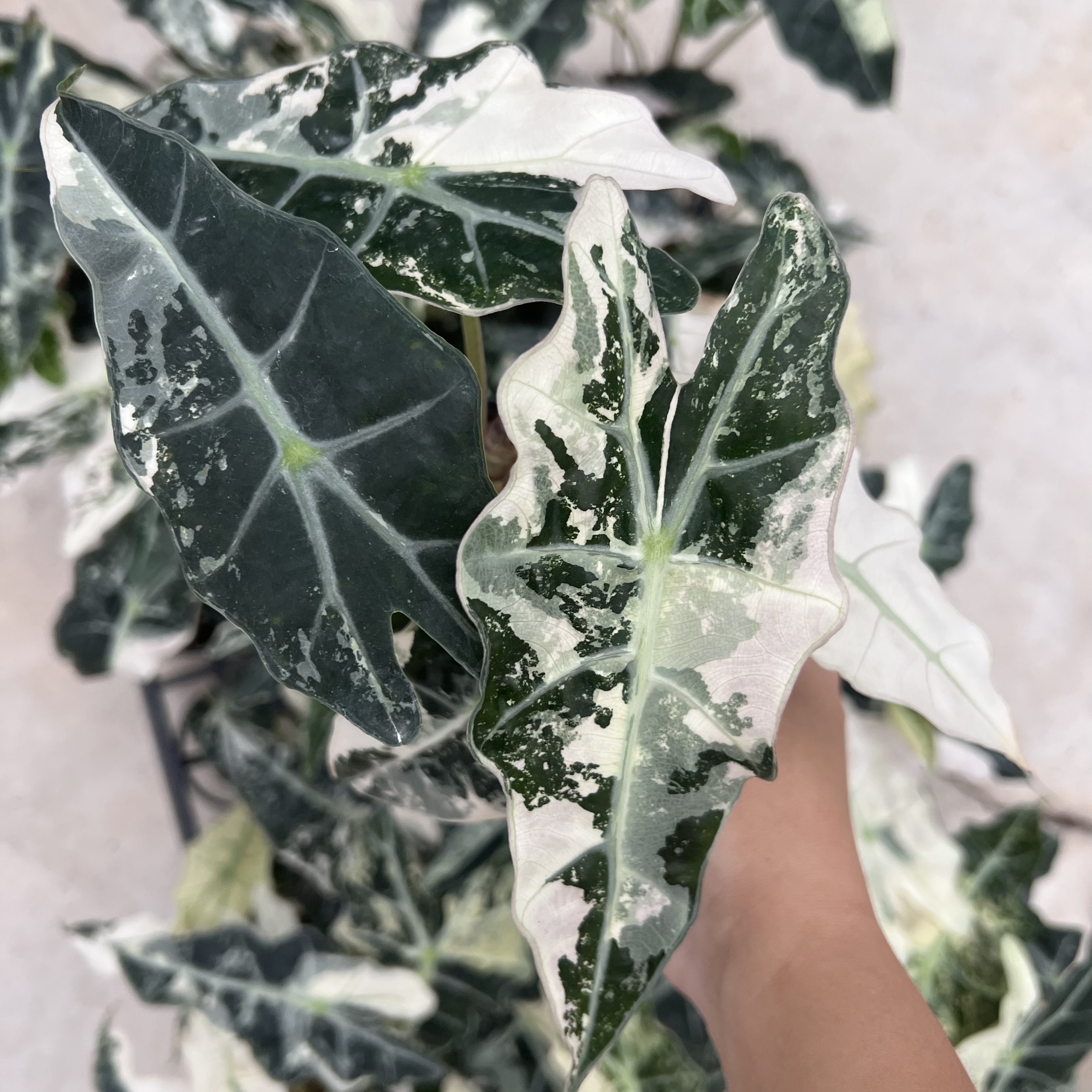 Alocasia Polly Pink Variegated