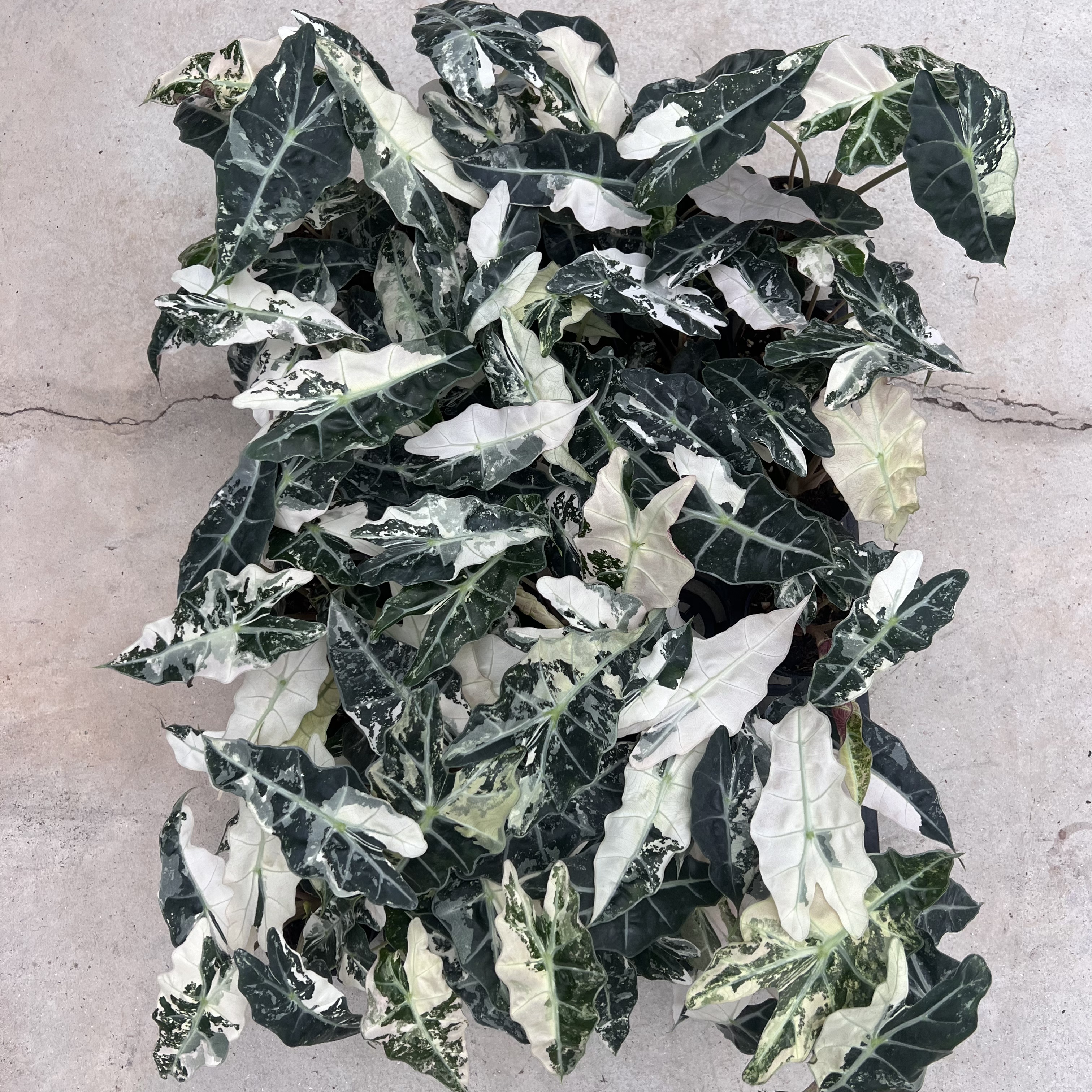 Alocasia Polly Pink Variegated