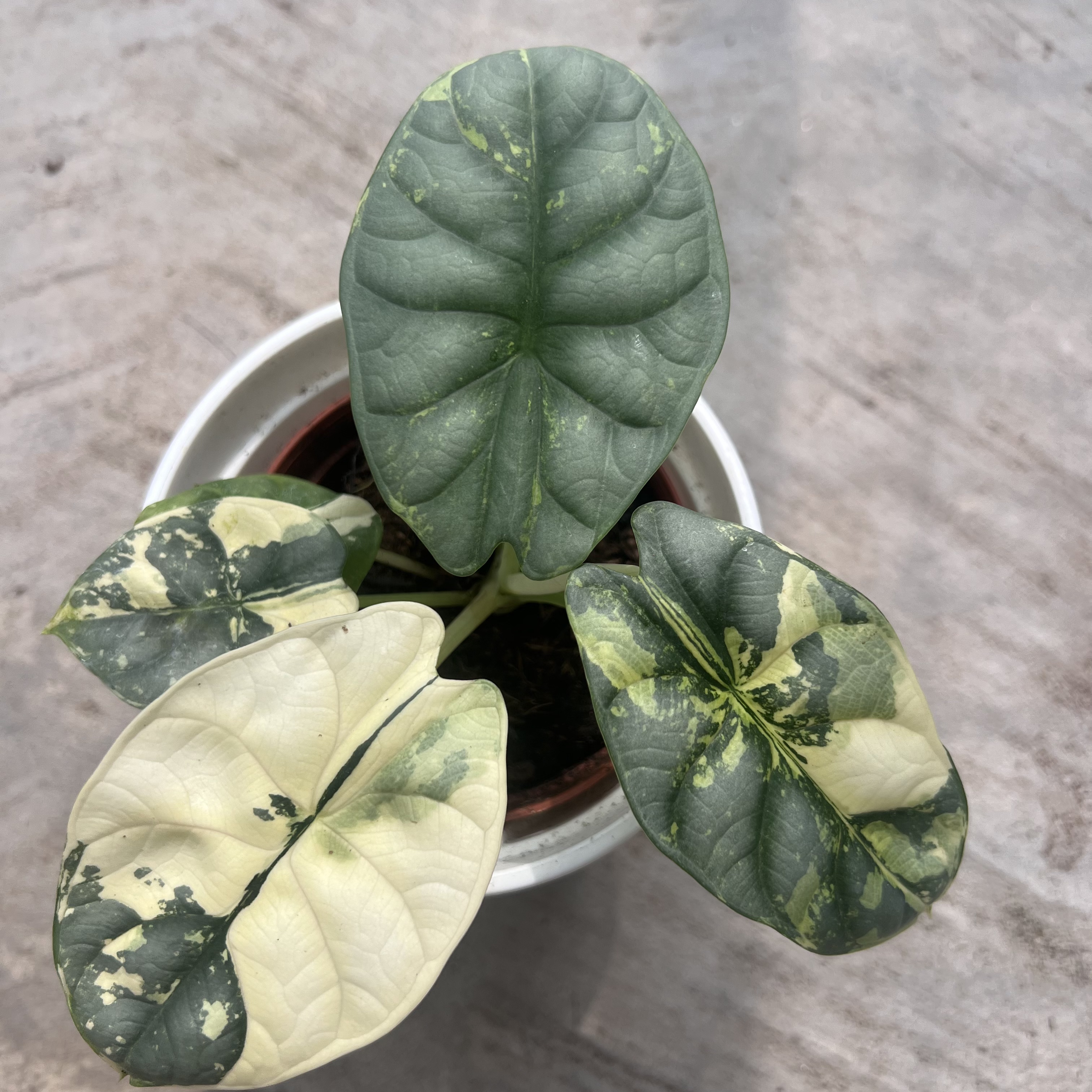 Alocasia Silver Dragon Albo Variegated