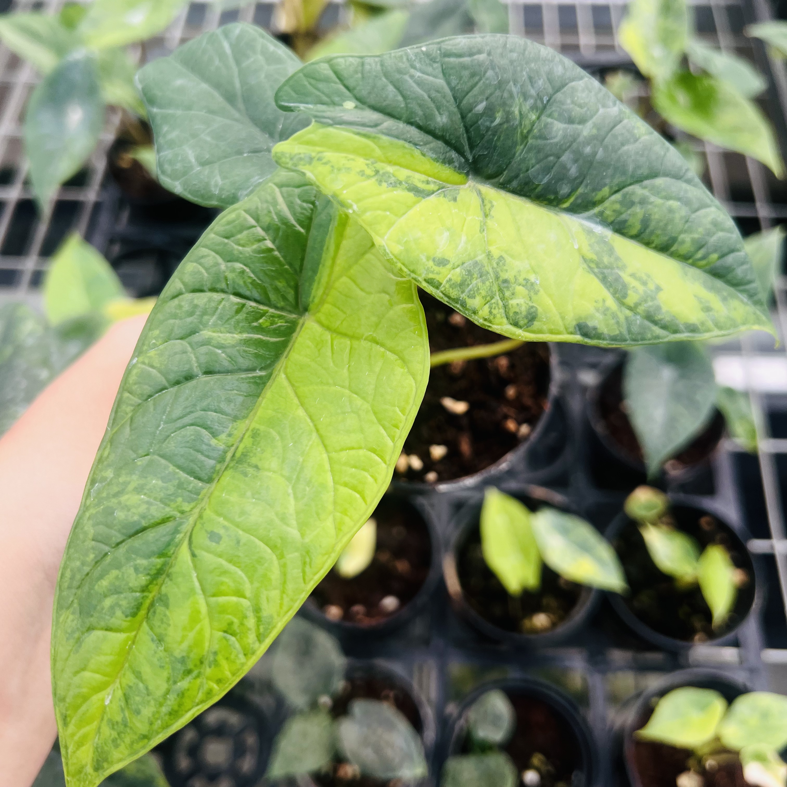 Alocasia Scalprum Aurea Variegated
