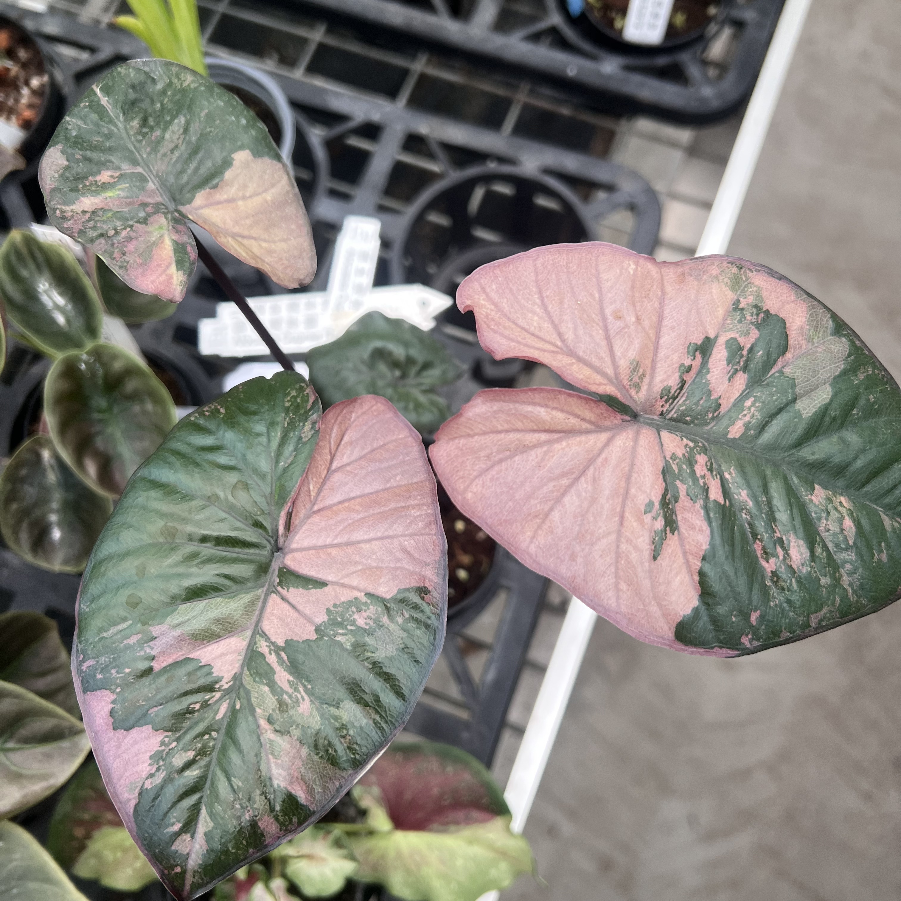 Alocasia Yucatan Princess Pink Variegated