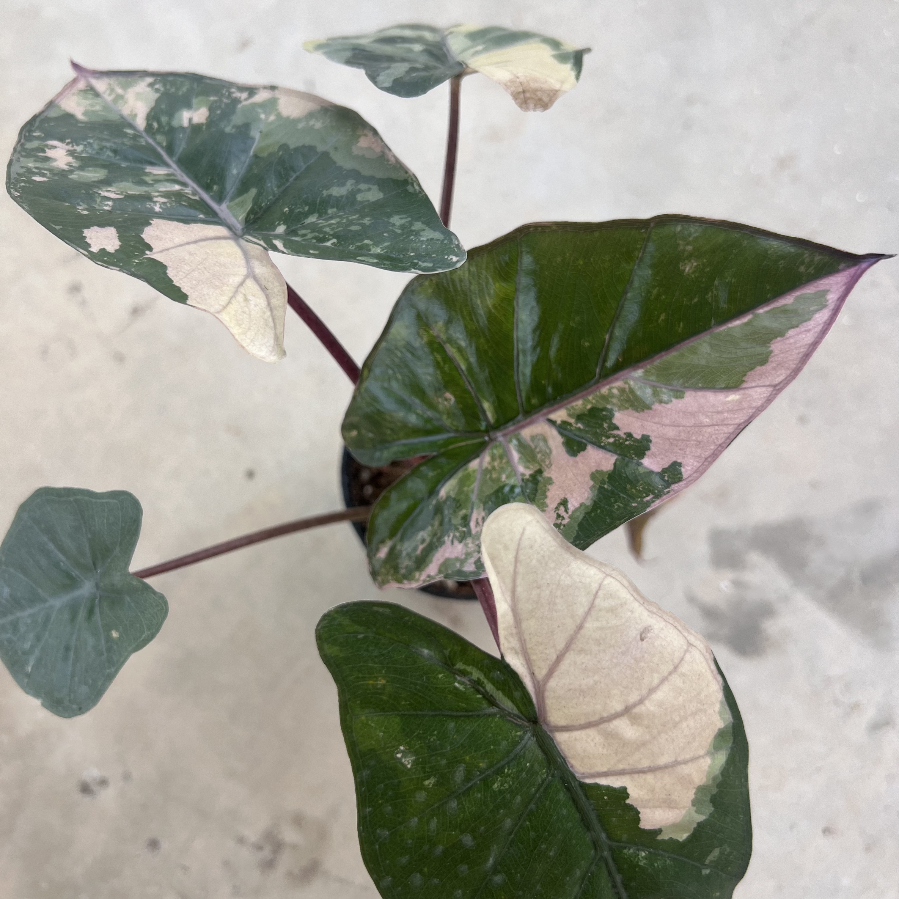 Alocasia Yucatan Princess Pink Variegated