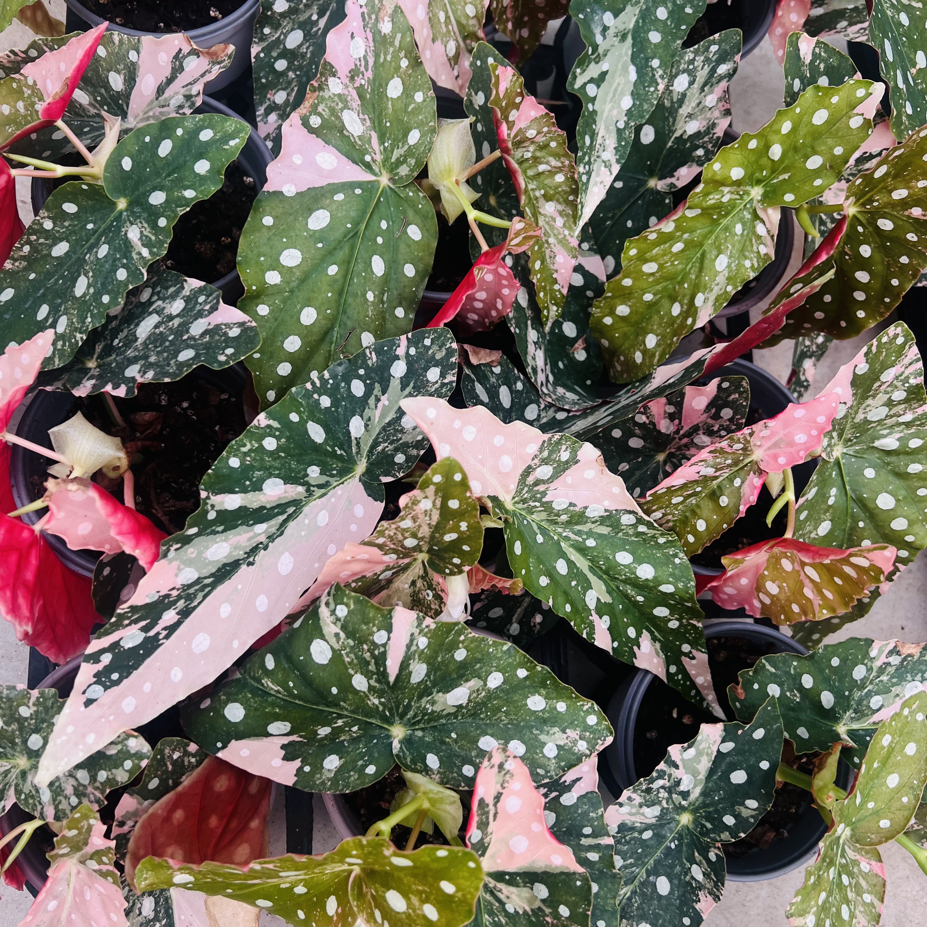 Begonia Maculata Pink Variegated