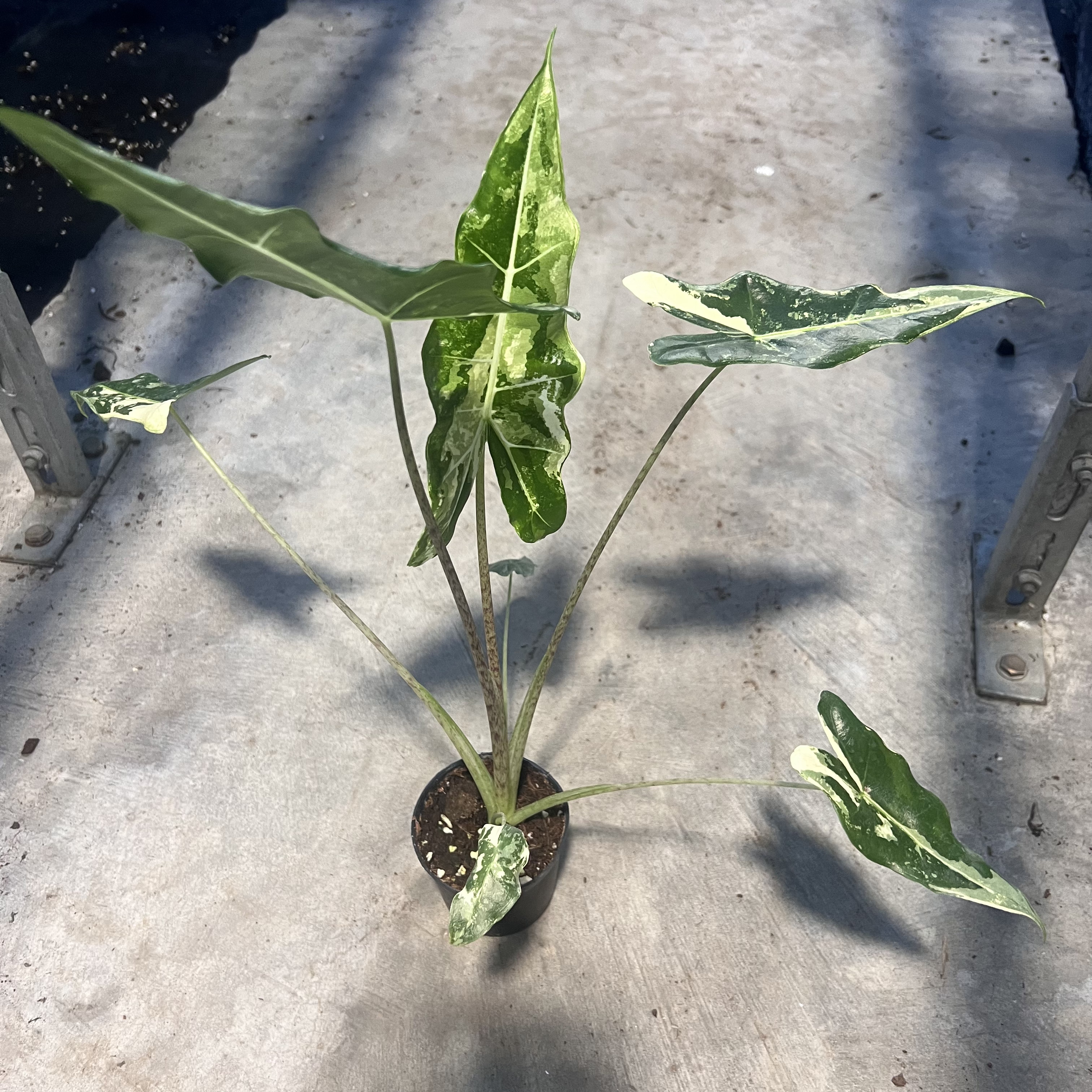 Alocasia Sarian Albo Variegated