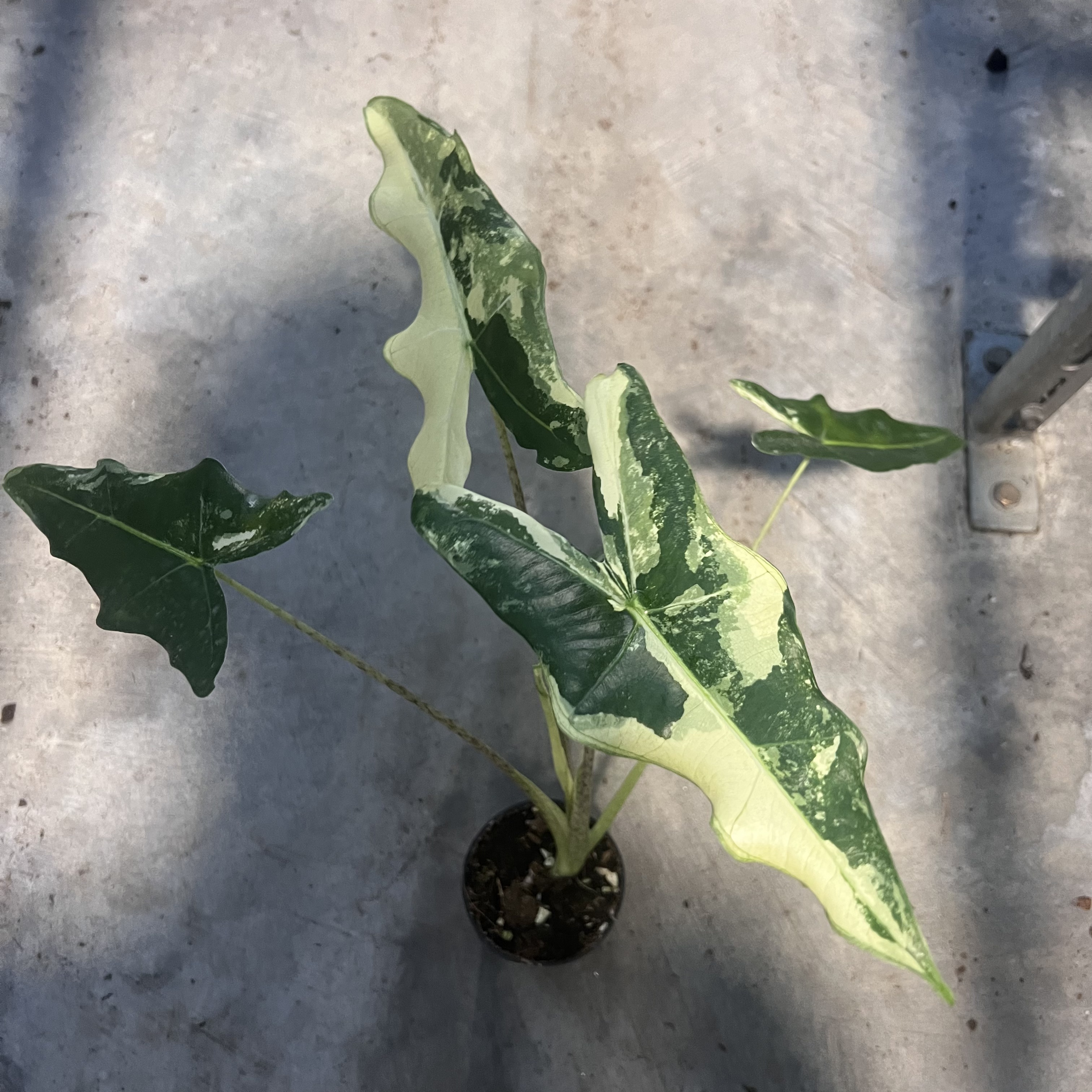 Alocasia Sarian Albo Variegated