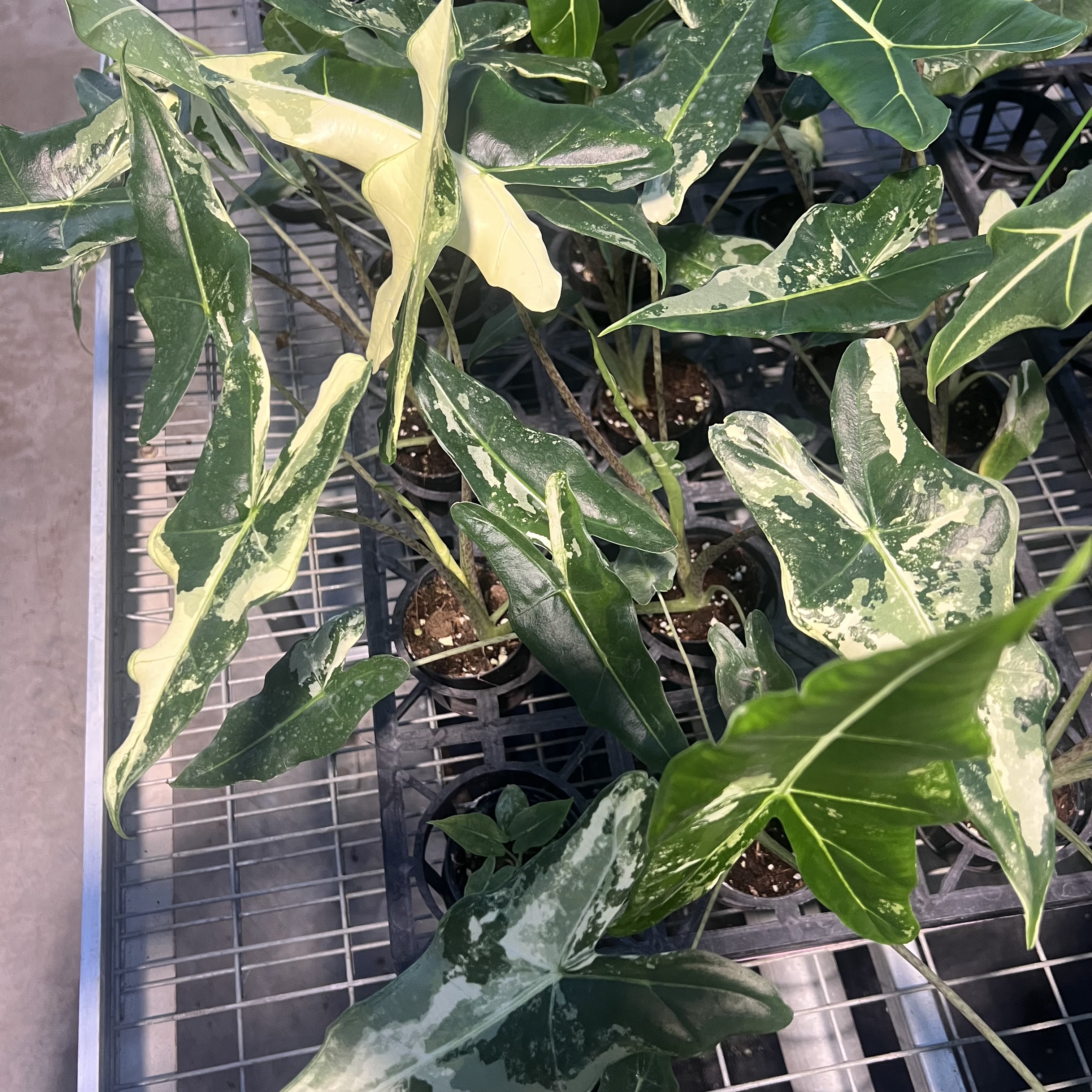 Alocasia Sarian Albo Variegated