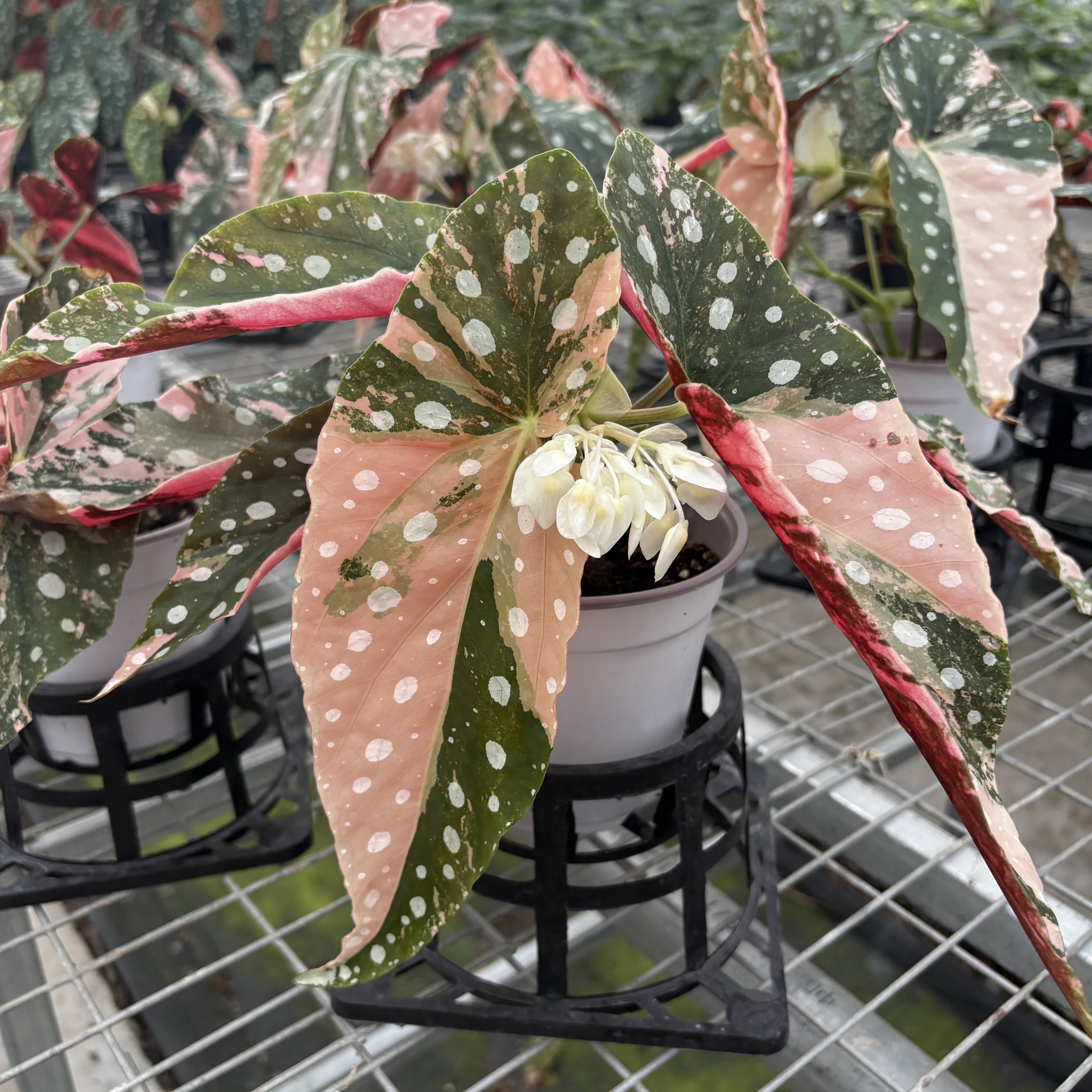 Begonia Maculata Pink Variegated