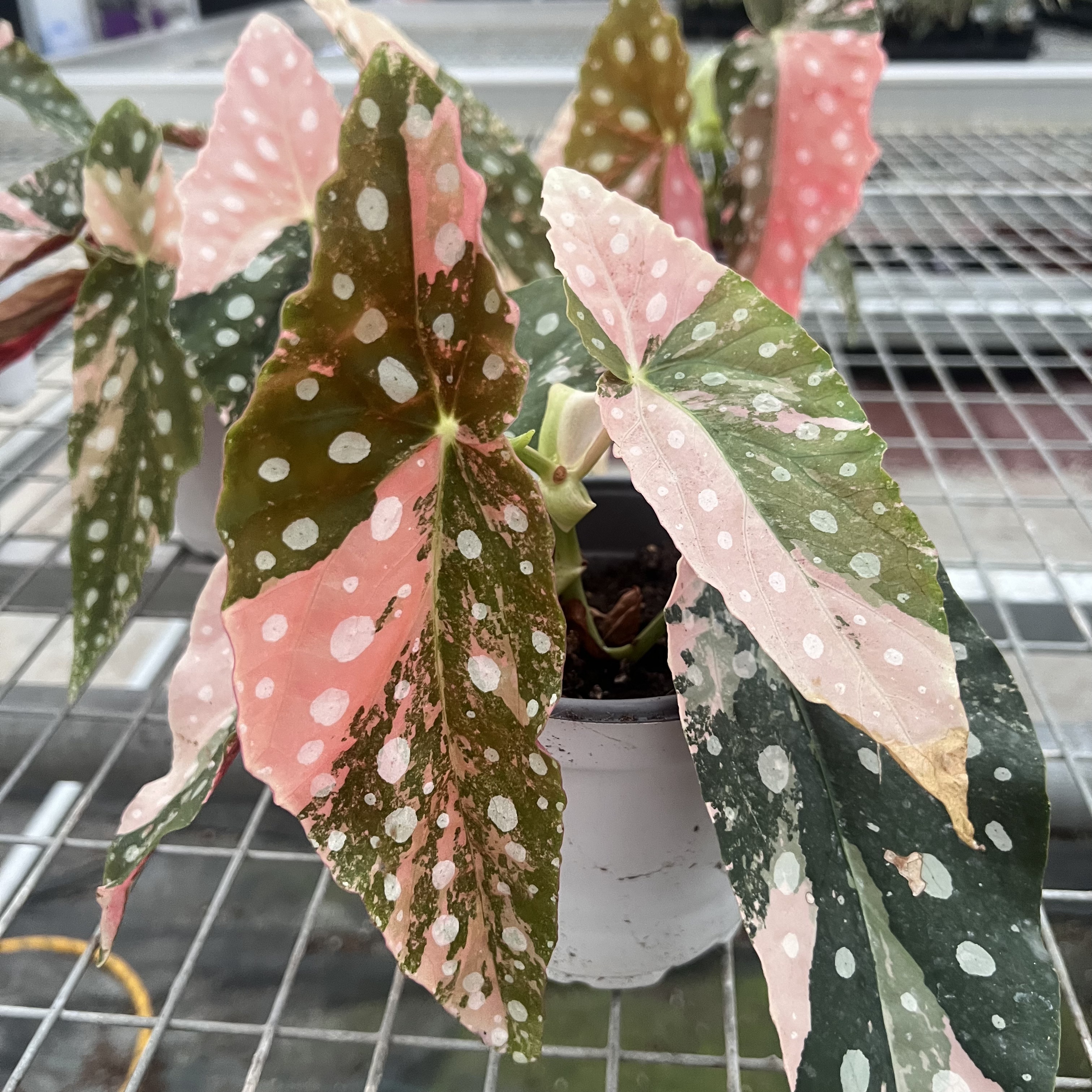 Begonia Maculata Pink Variegated