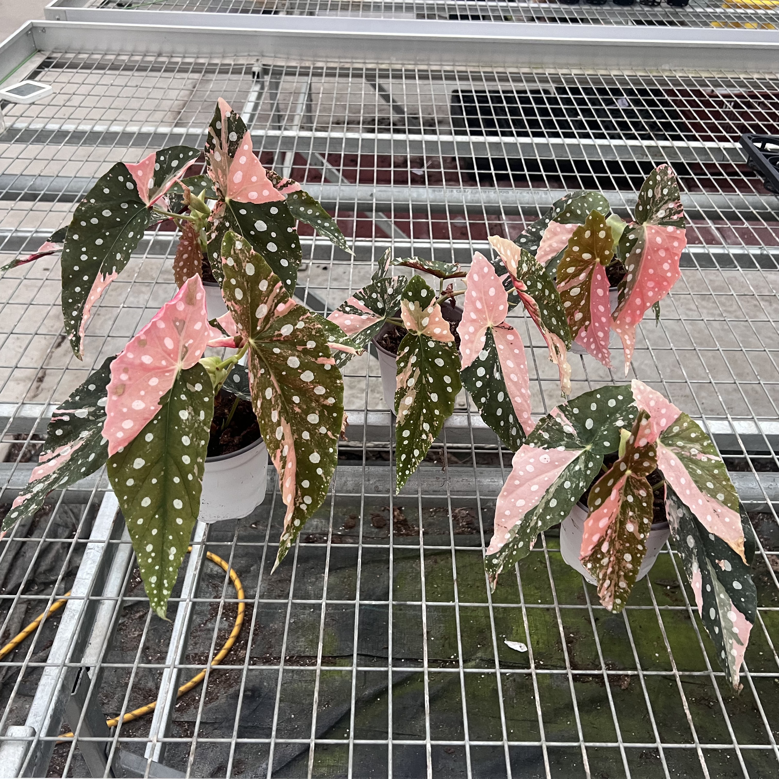 Begonia Maculata Pink Variegated