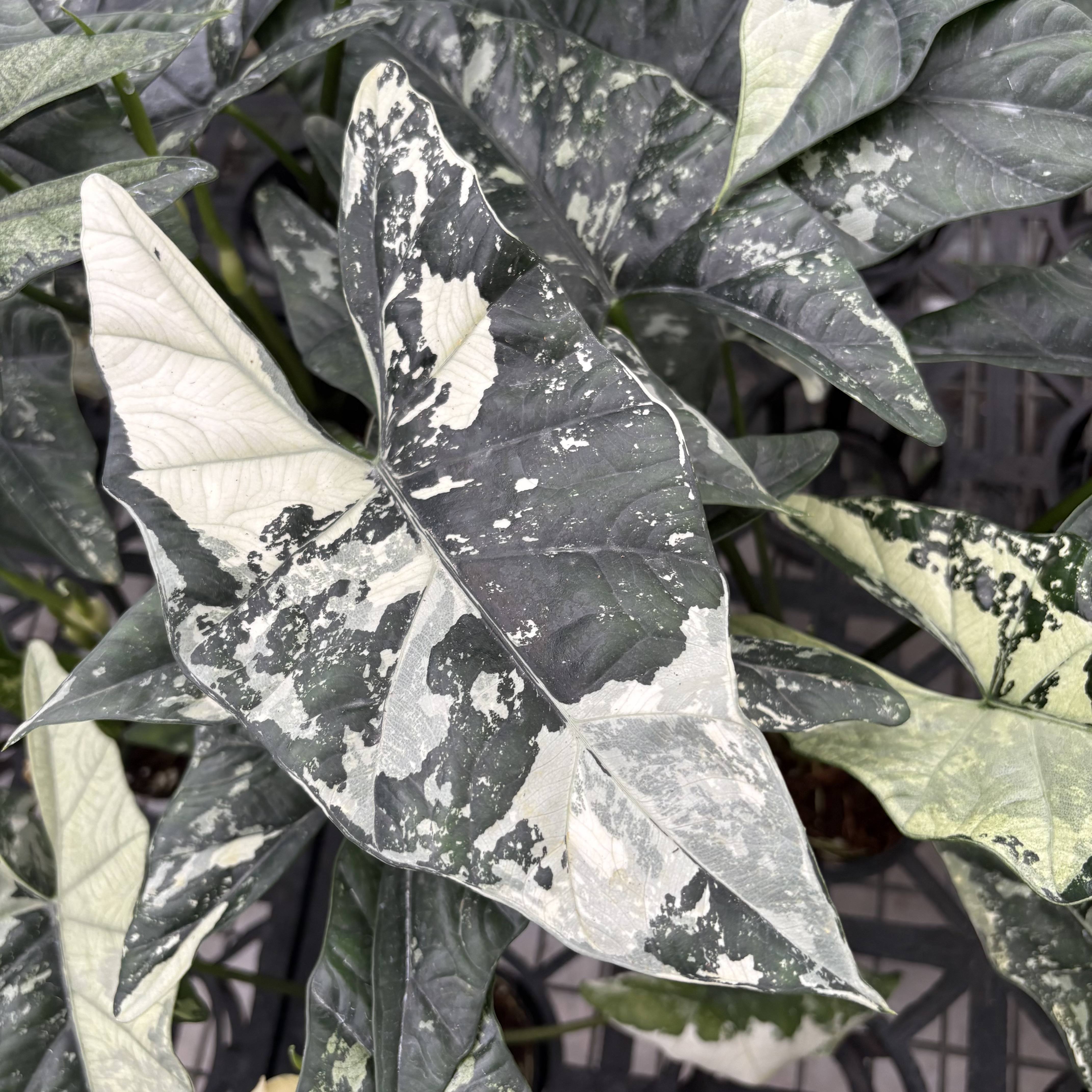 Alocasia Simpo Albo Variegated