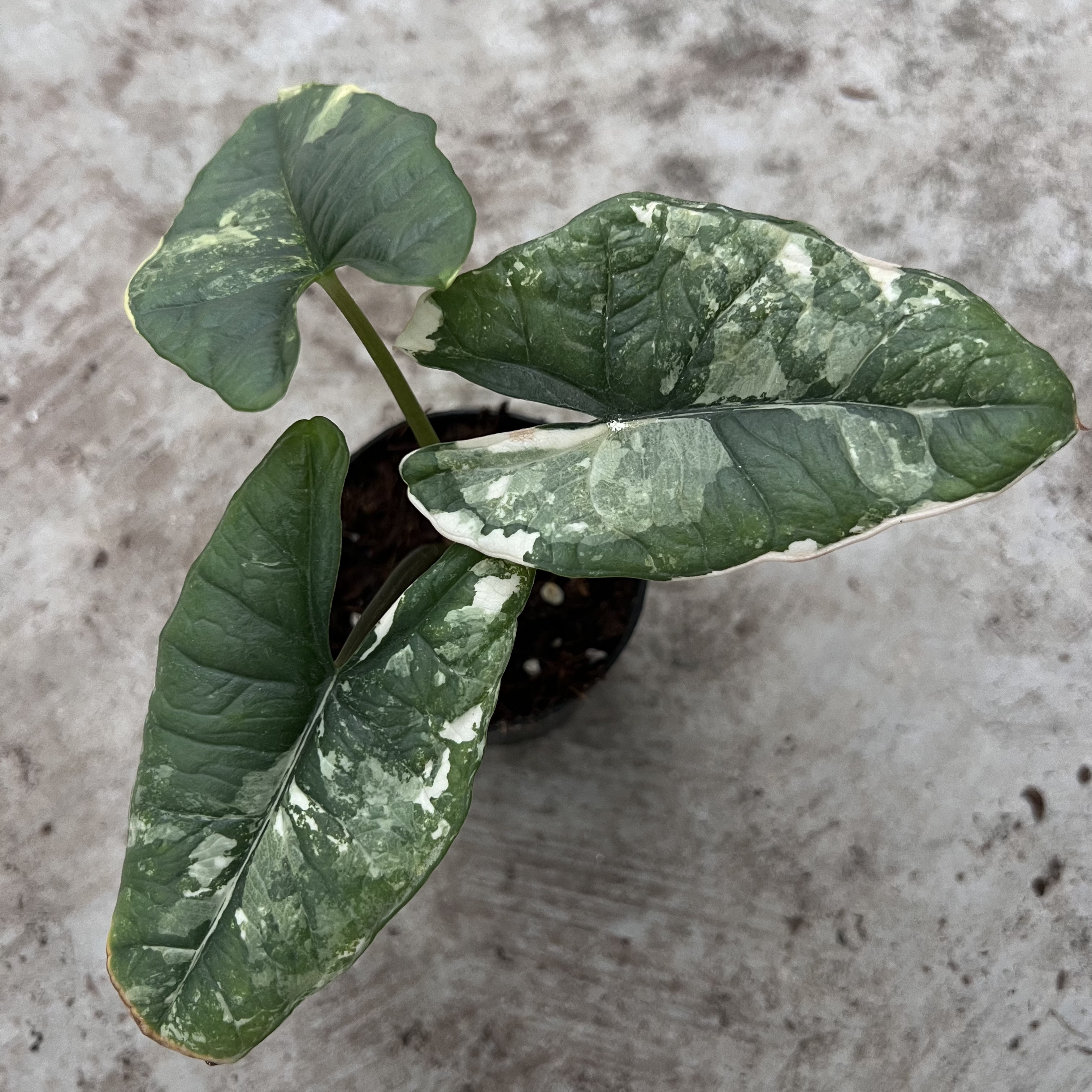 Alocasia Bisma Platinum Albo