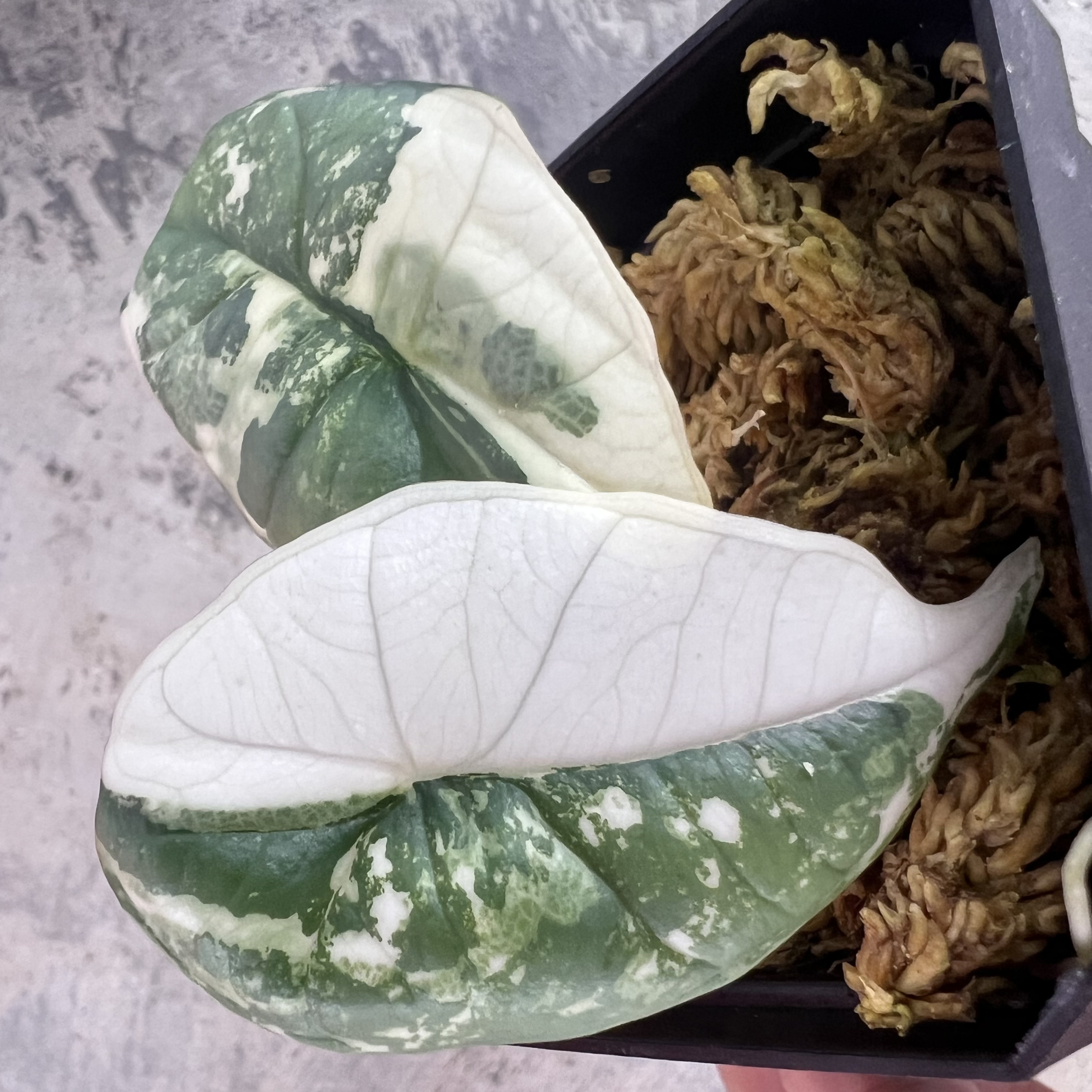 Alocasia Bisma Platinum Albo
