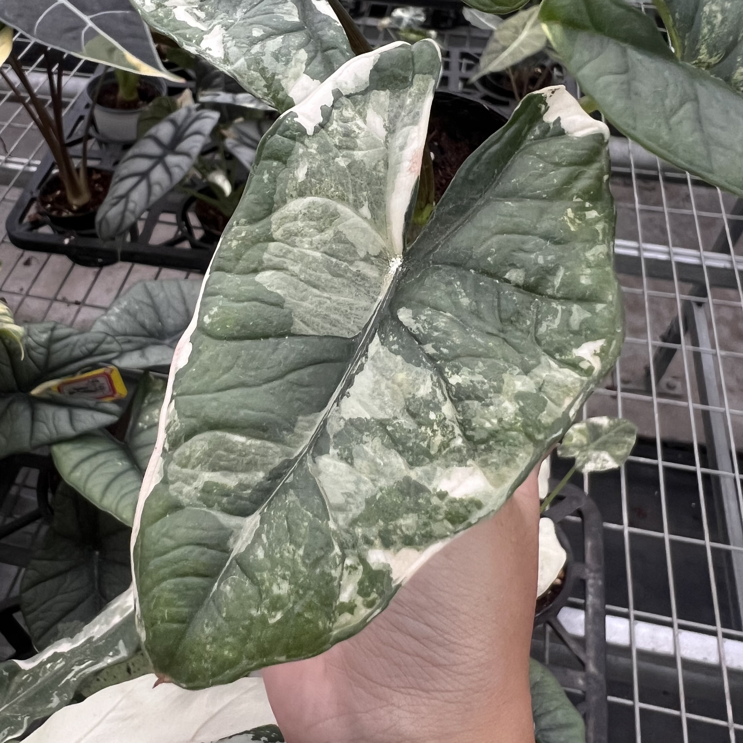 Alocasia Bisma Platinum Albo