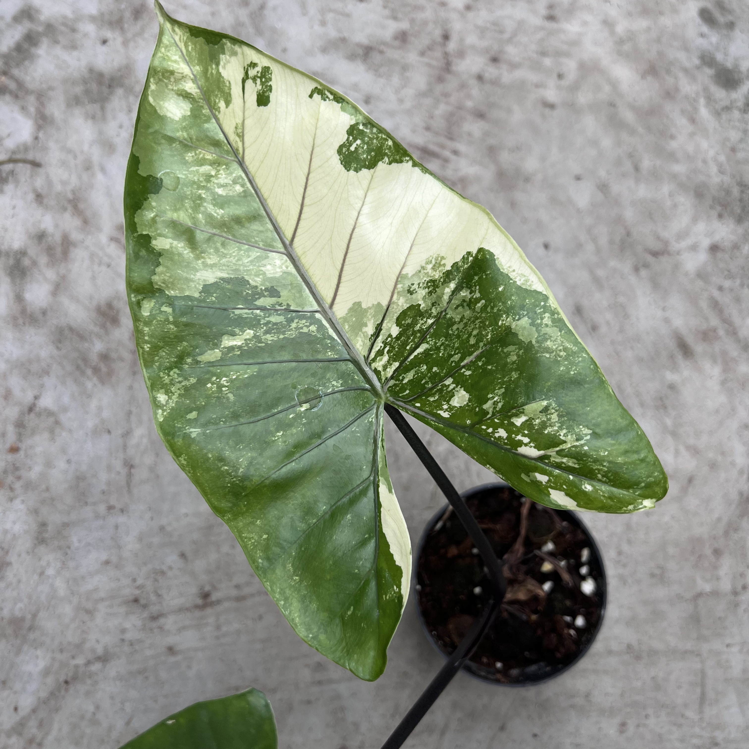 Alocasia Blackstem Albo