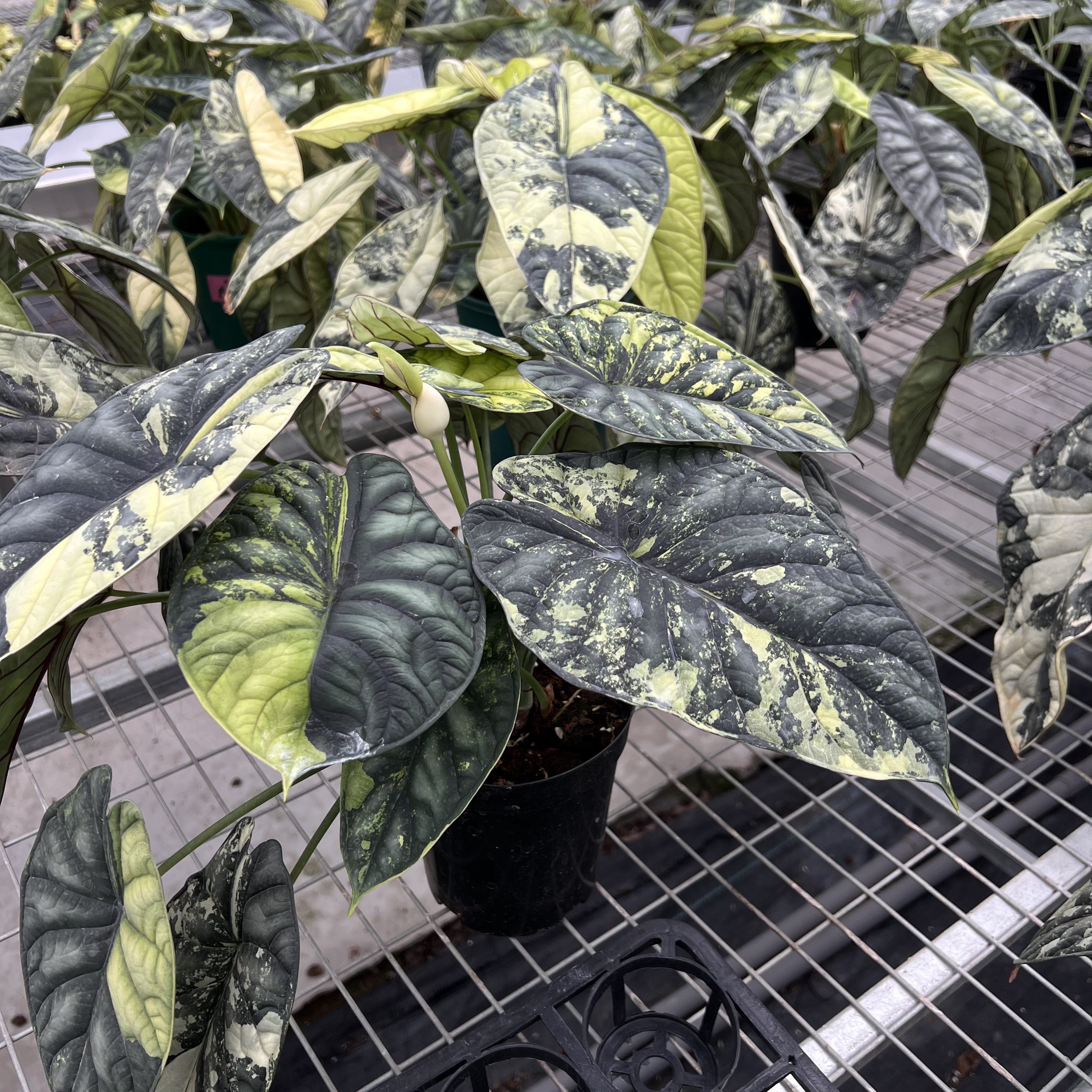 Alocasia Dragon Scale Albo Variegated