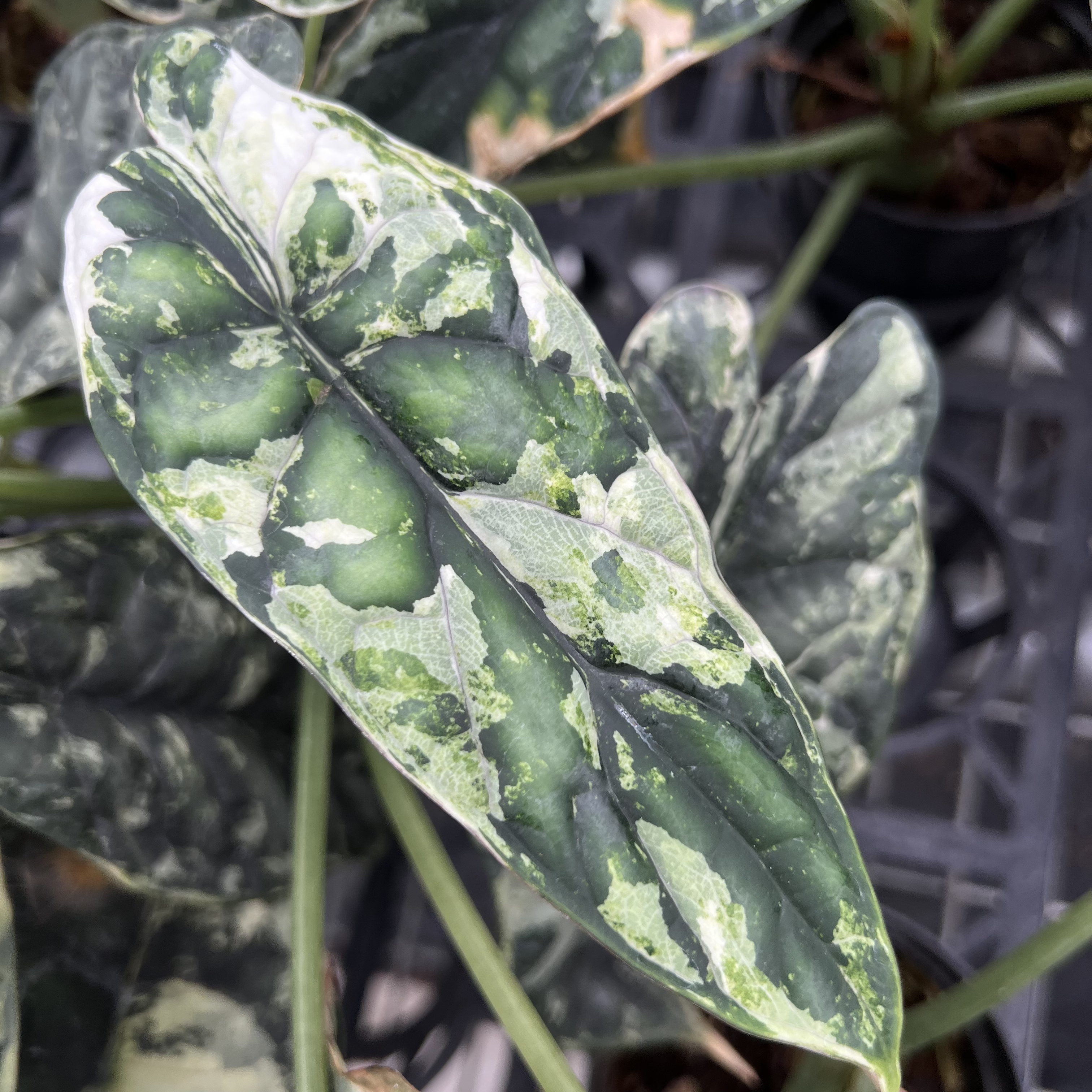 Alocasia Dragon Scale Variegated Tri-Color