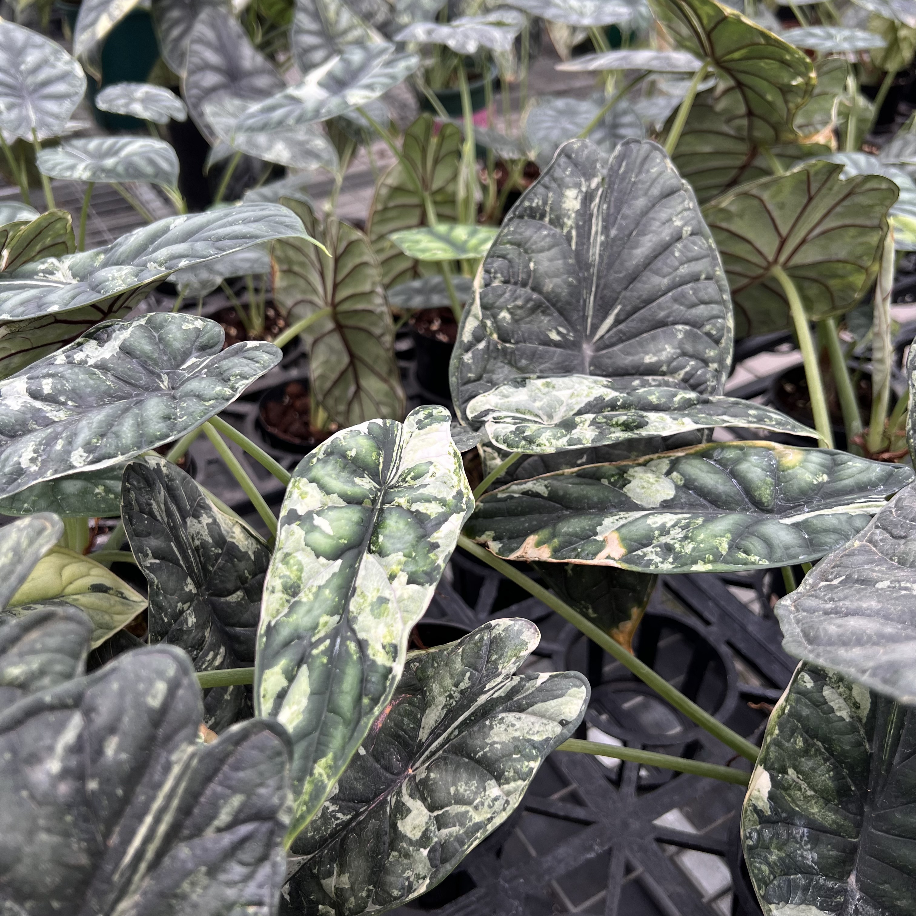 Alocasia Dragon Scale Variegated Tri-Color