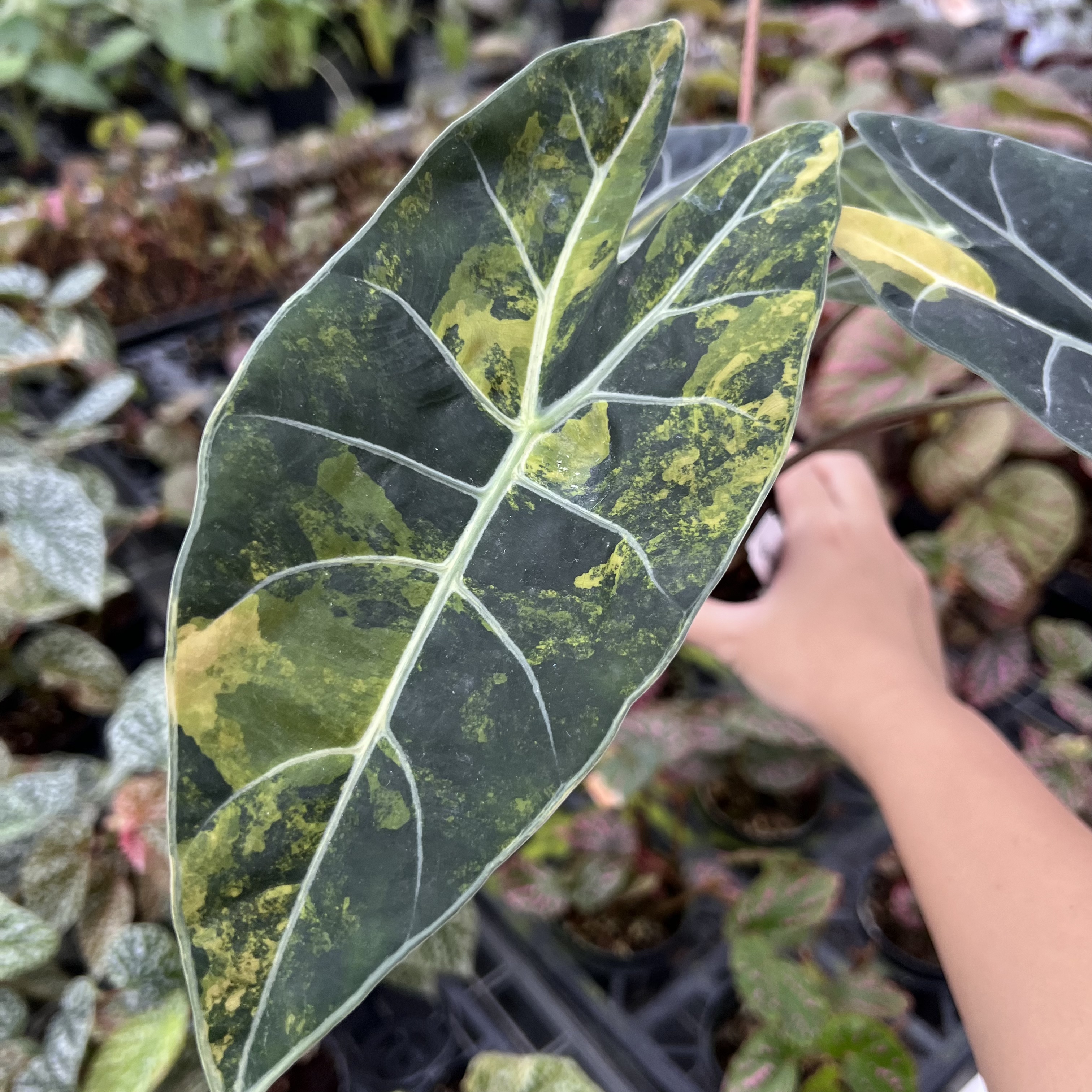 Alocasia Longiloba Suhirmaniana Aurea Variegated