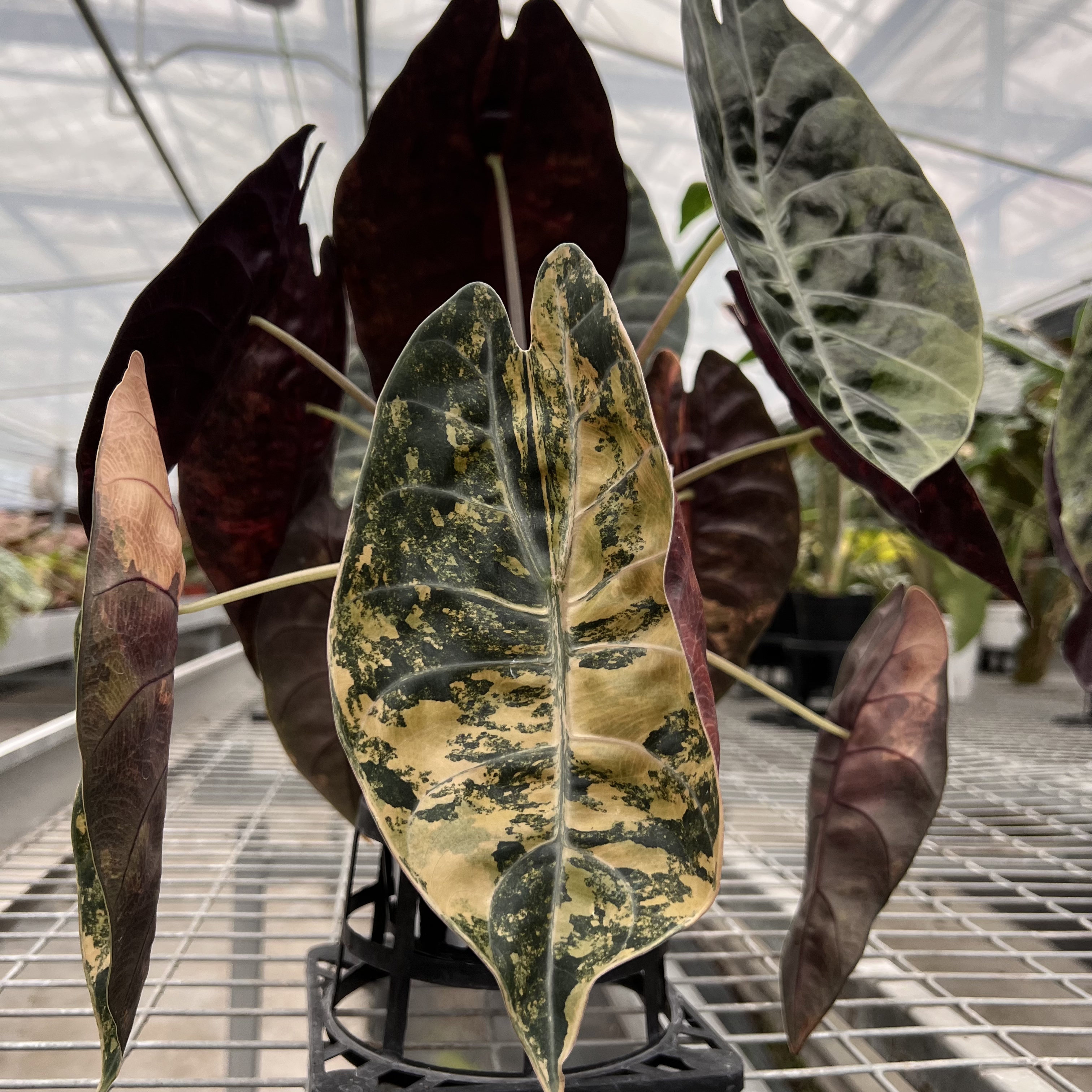 Alocasia Sedenii Aurea Variegated