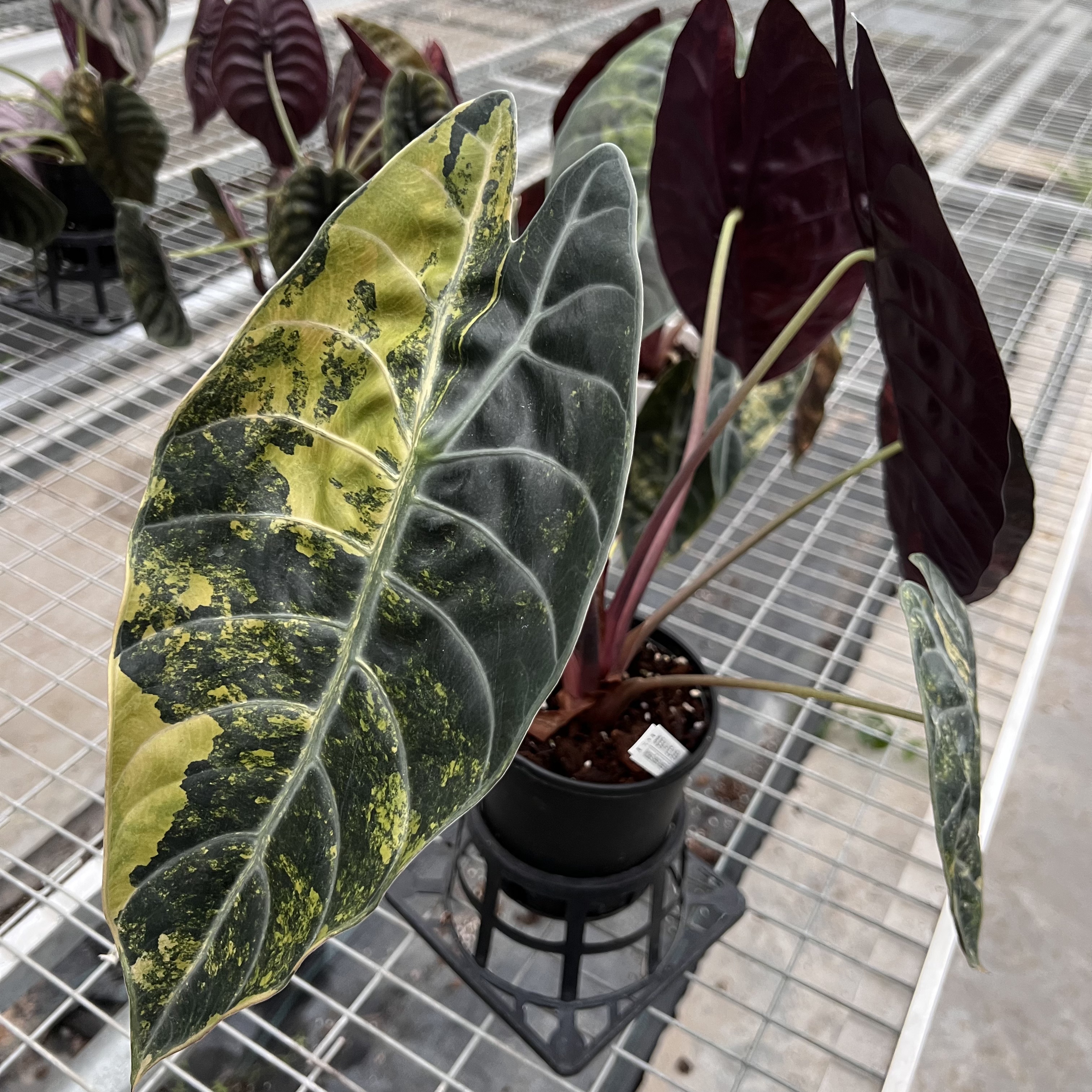 Alocasia Sedenii Aurea Variegated