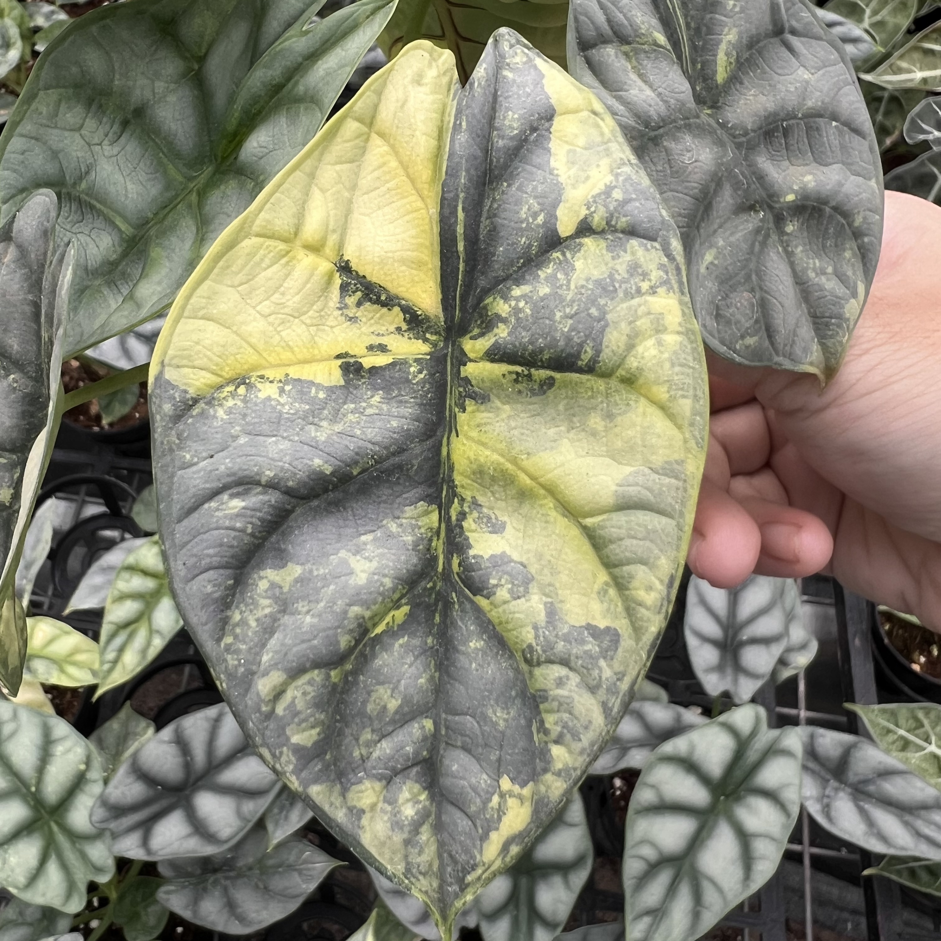 Alocasia Silver Dragon Aurea Variegated