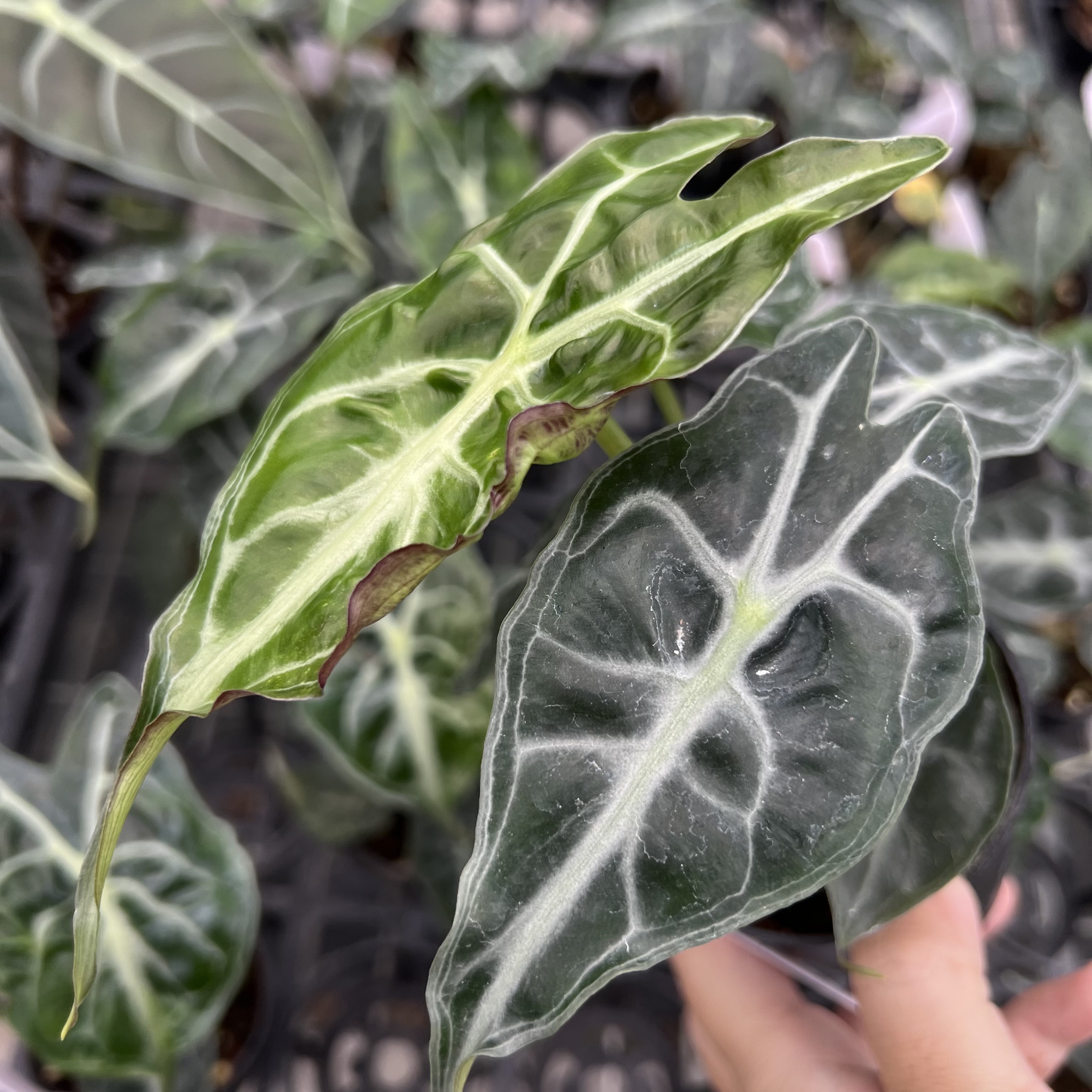 Alocasia Venom