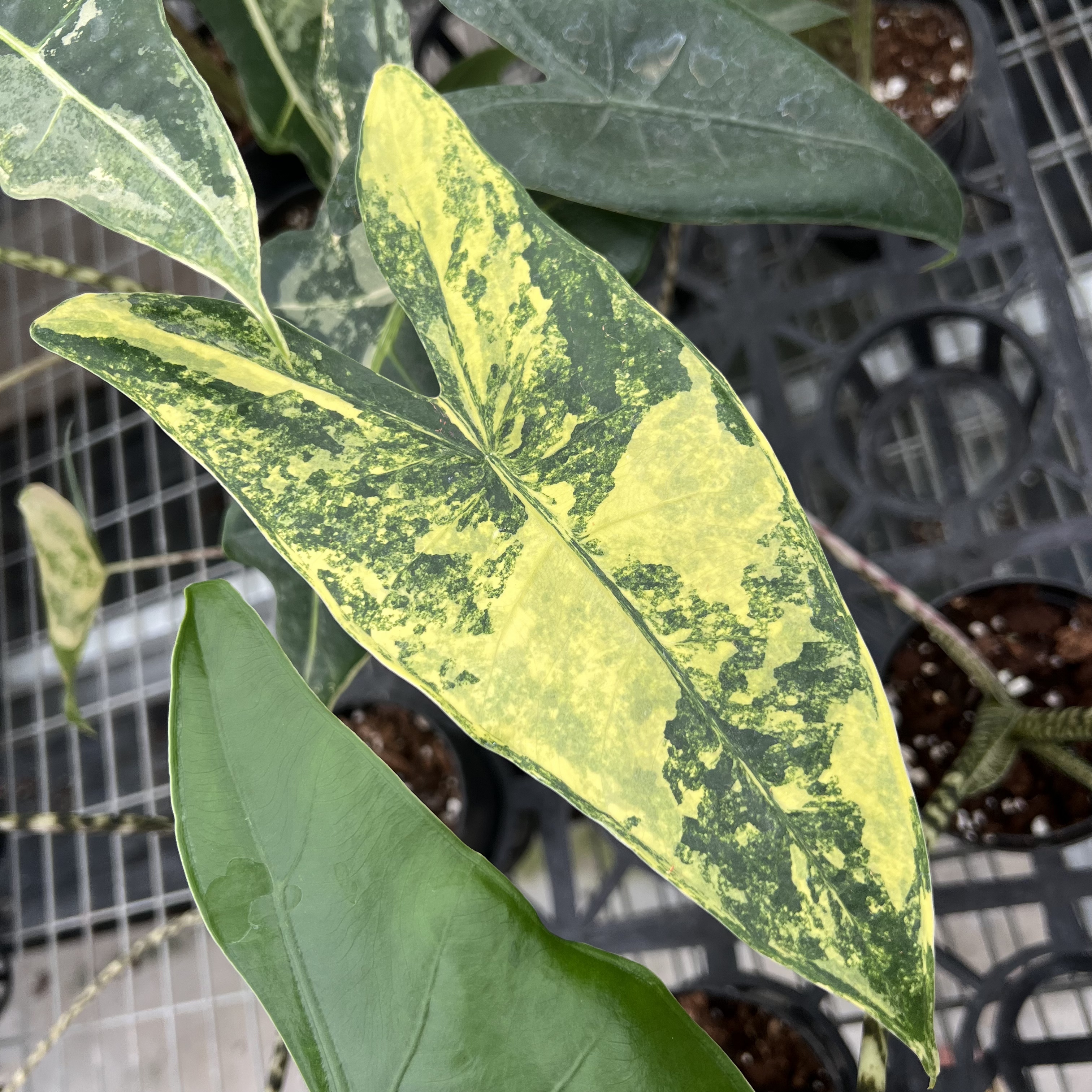 Alocasia Zebrina Aurea Variegated