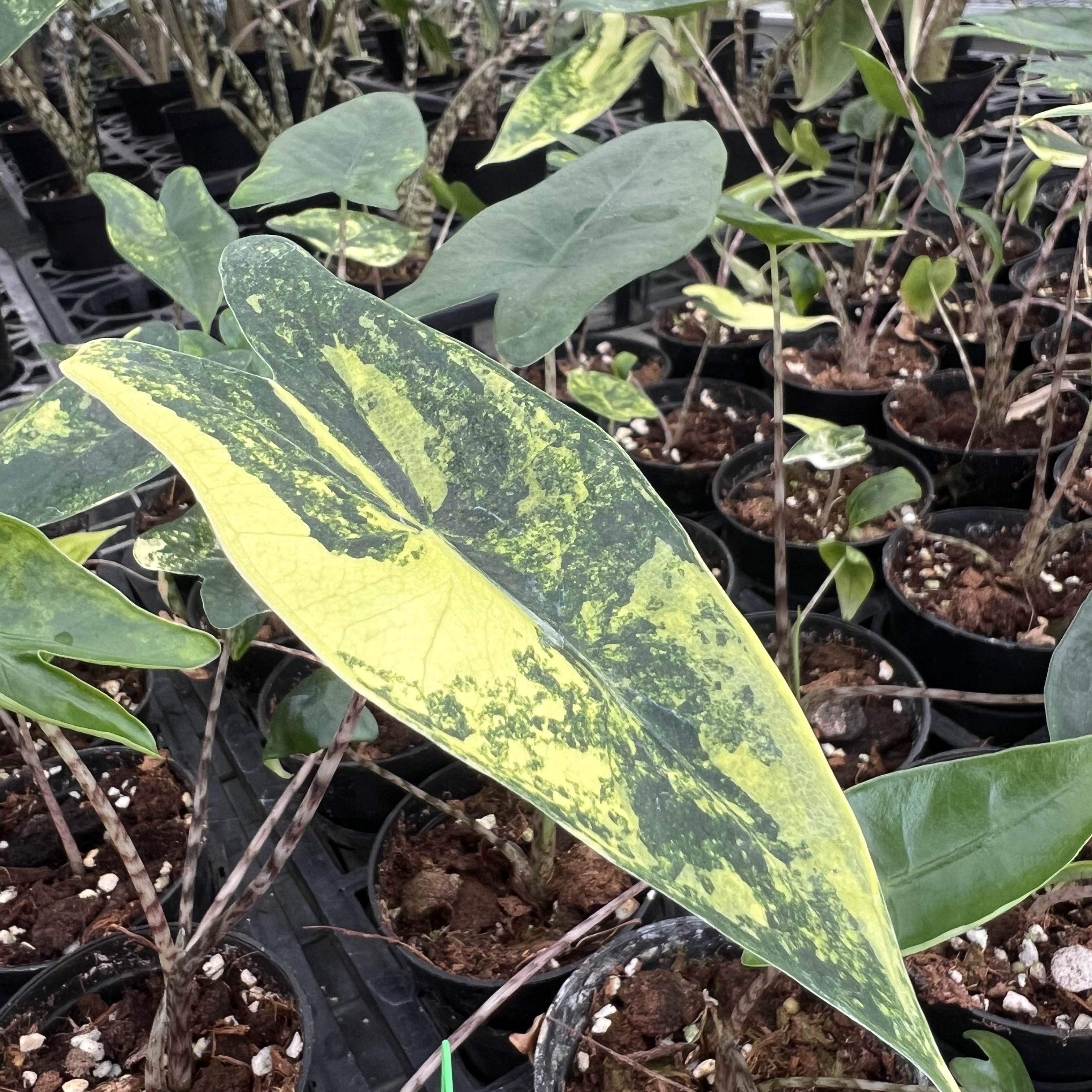 Alocasia Zebrina Aurea Variegated