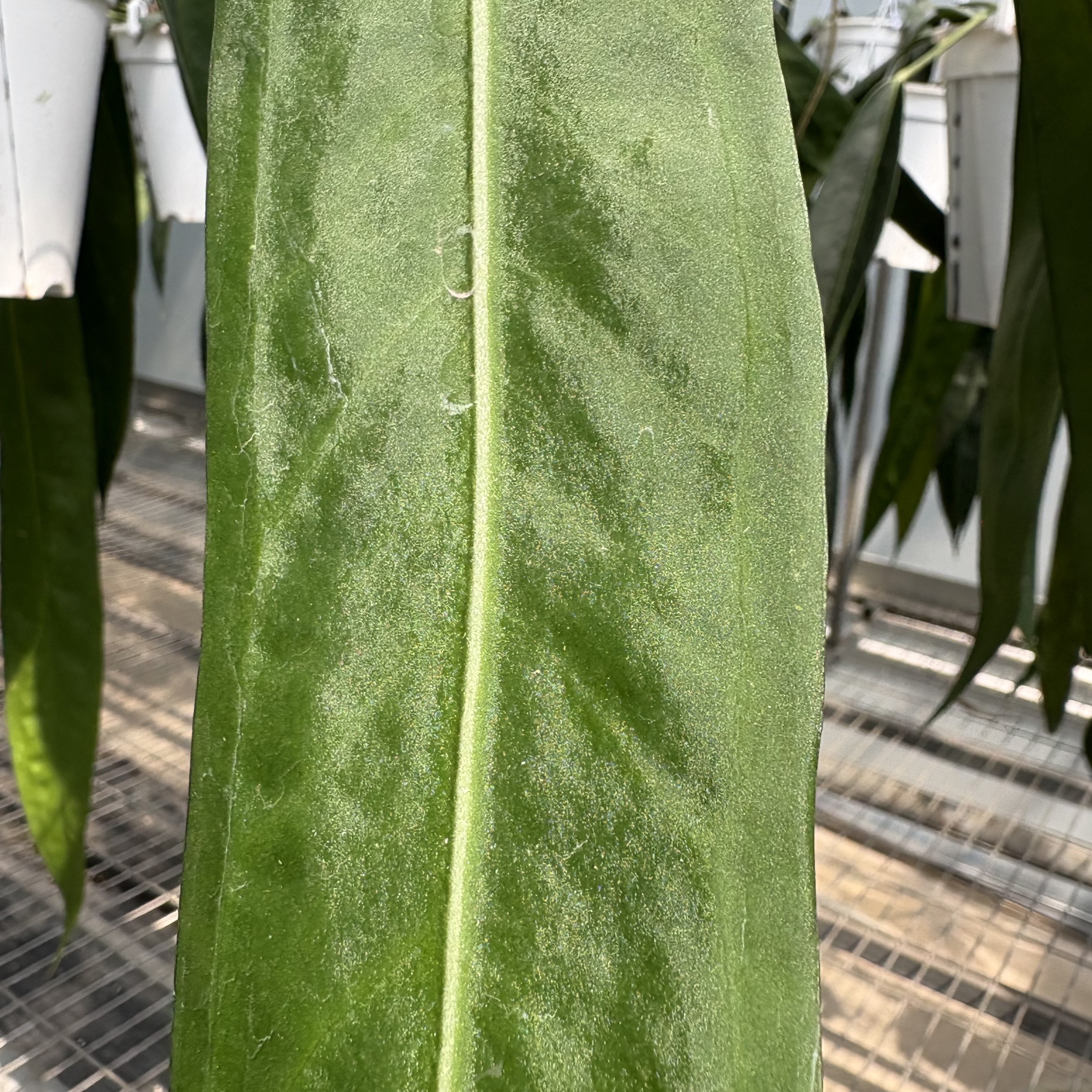 Anthurium Wendlingeri AFF