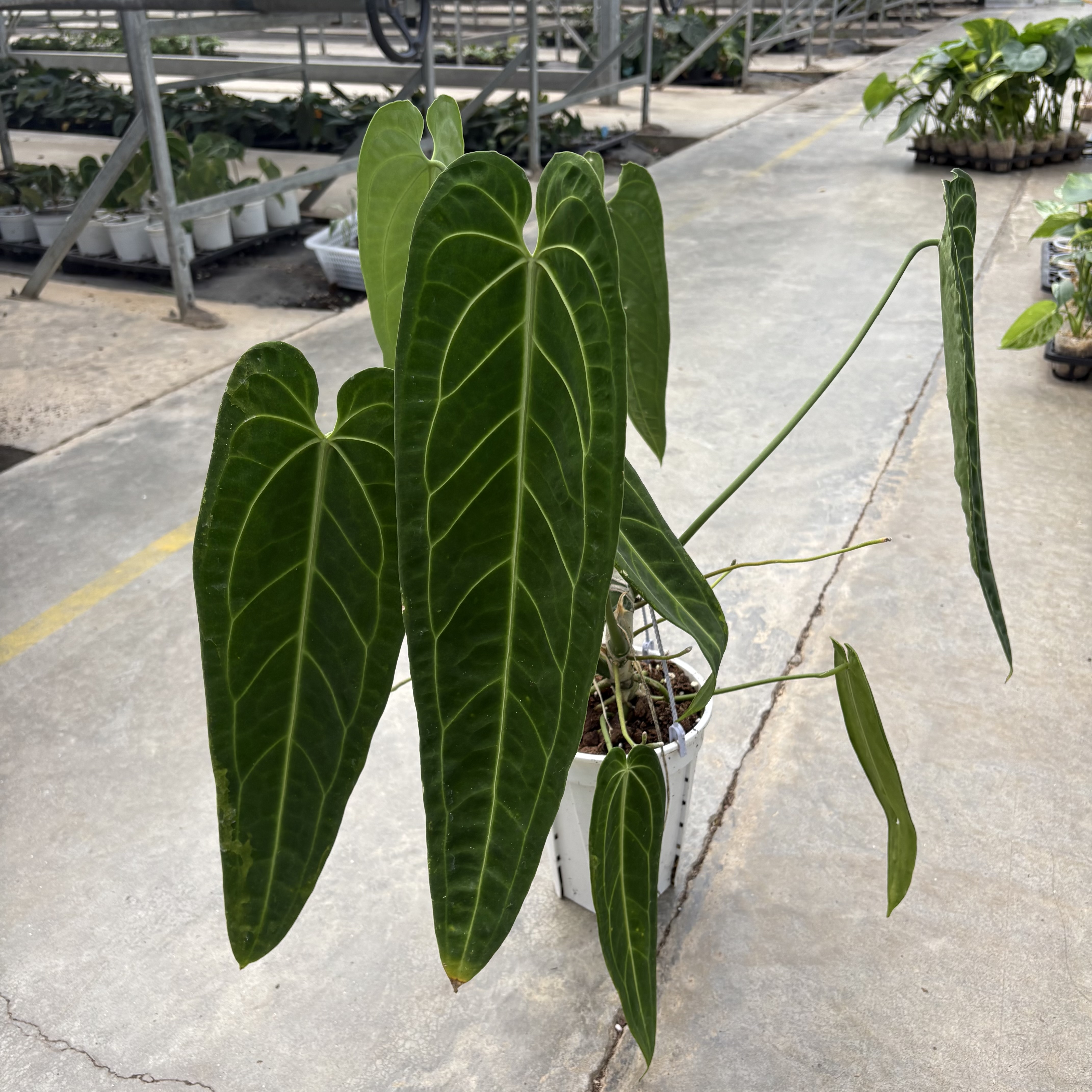 Anthurium Warocqueanum