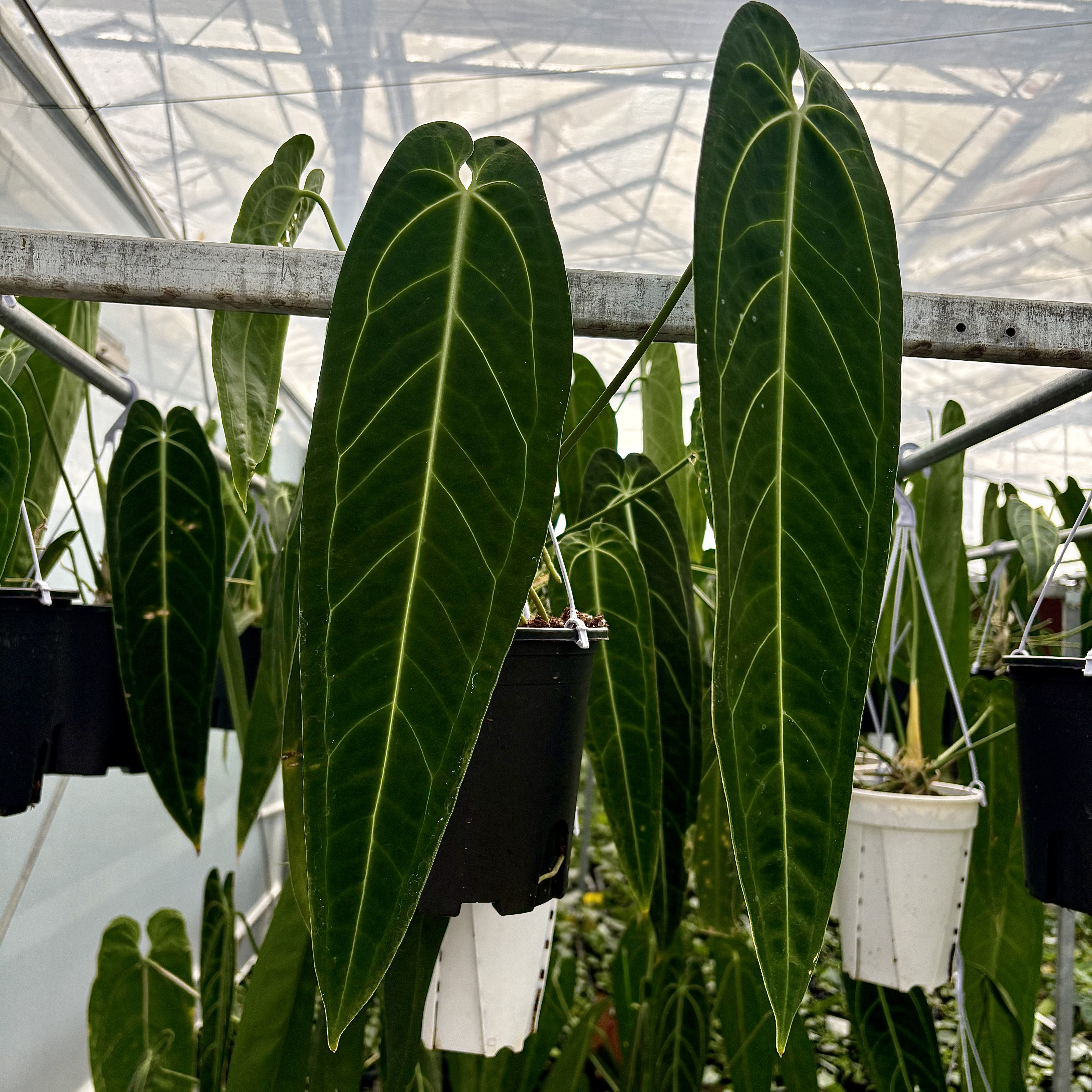 Anthurium Warocqueanum