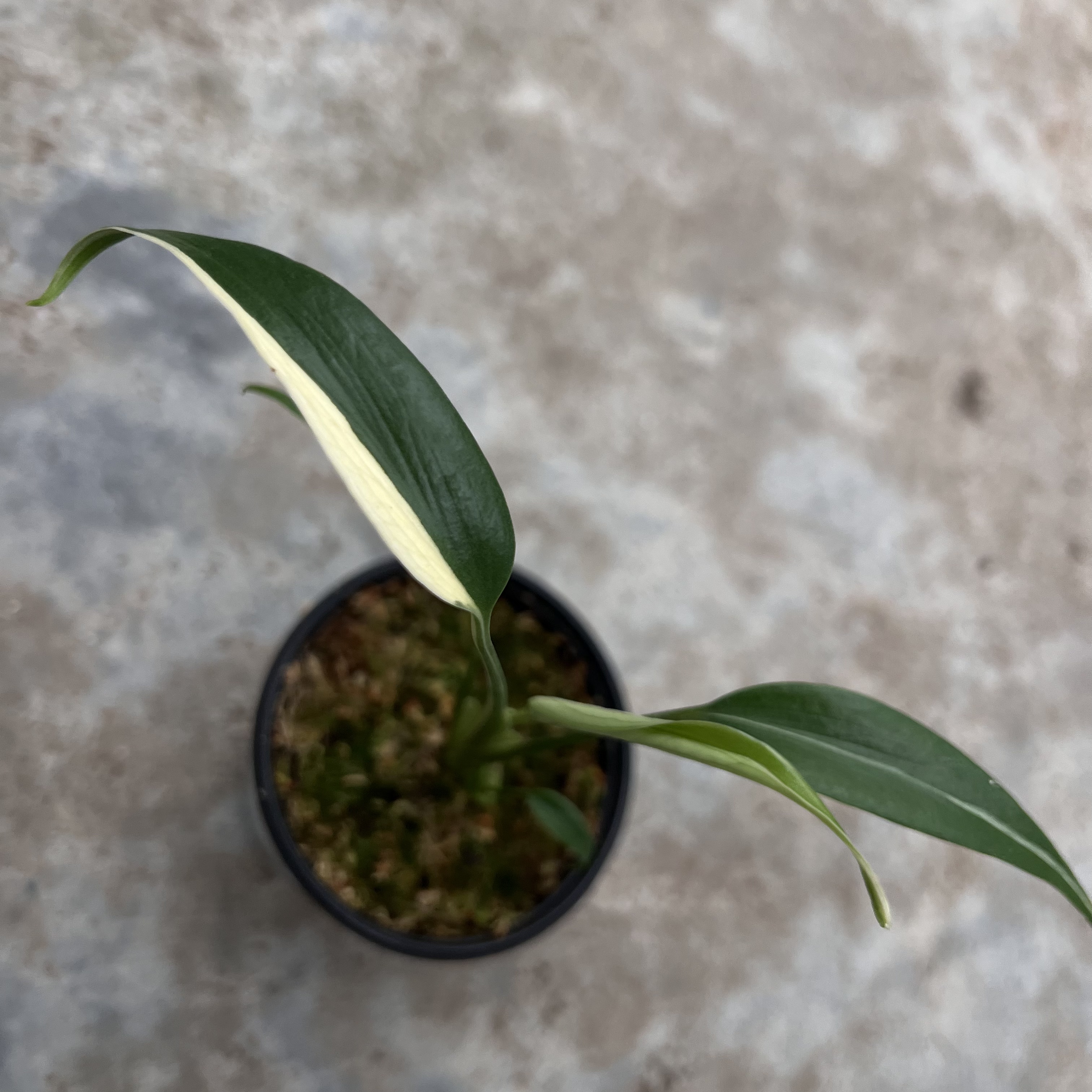 Monstera Burle Marx Flame Albo