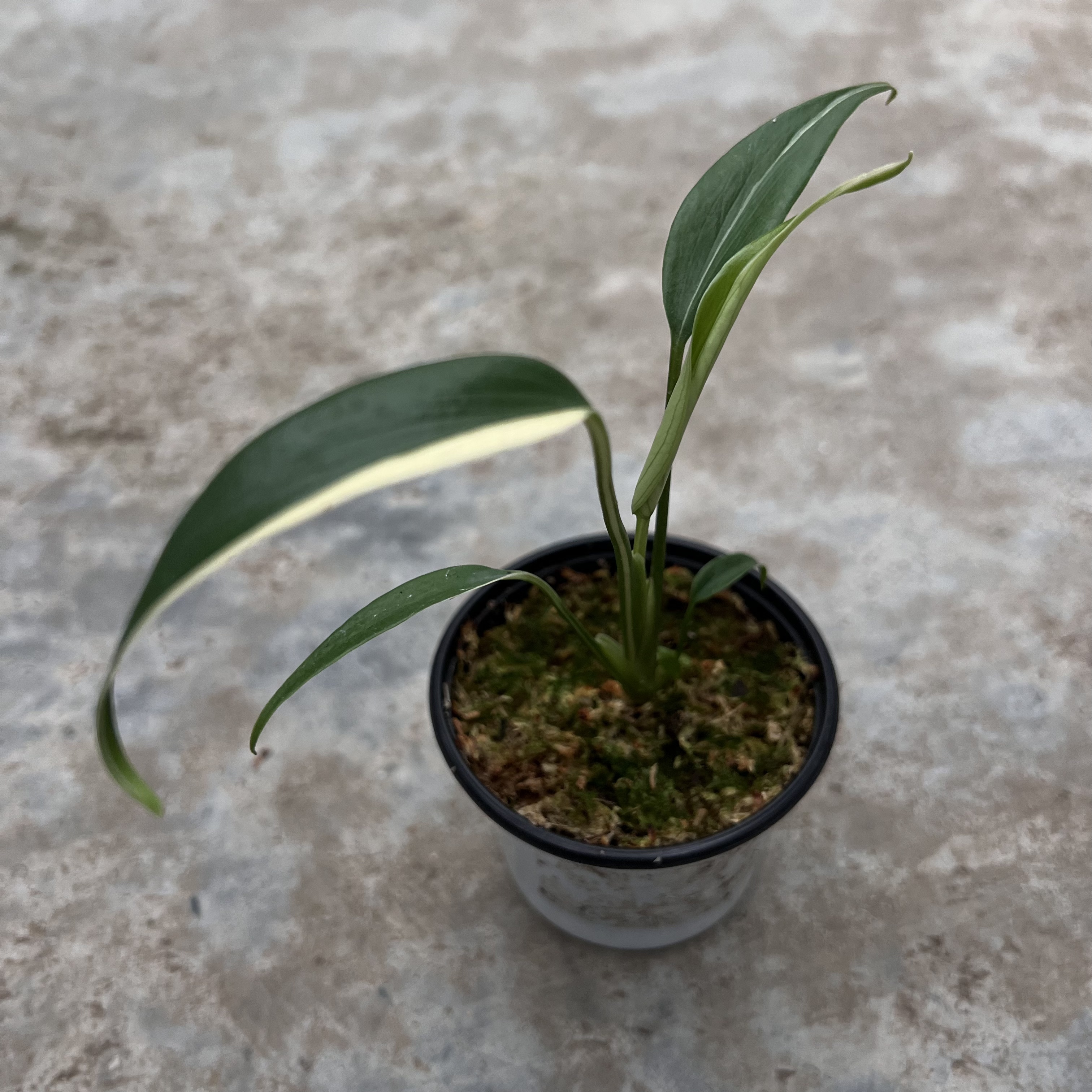 Monstera Burle Marx Flame Albo