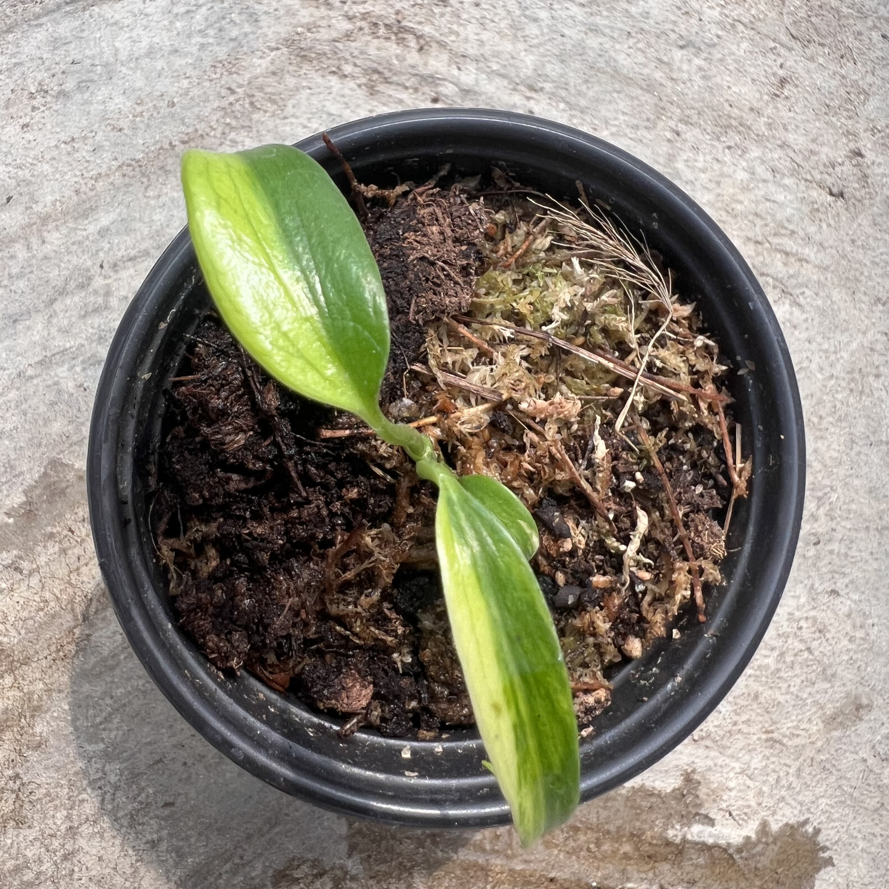 Monstera Burle Marx Flame Aurea