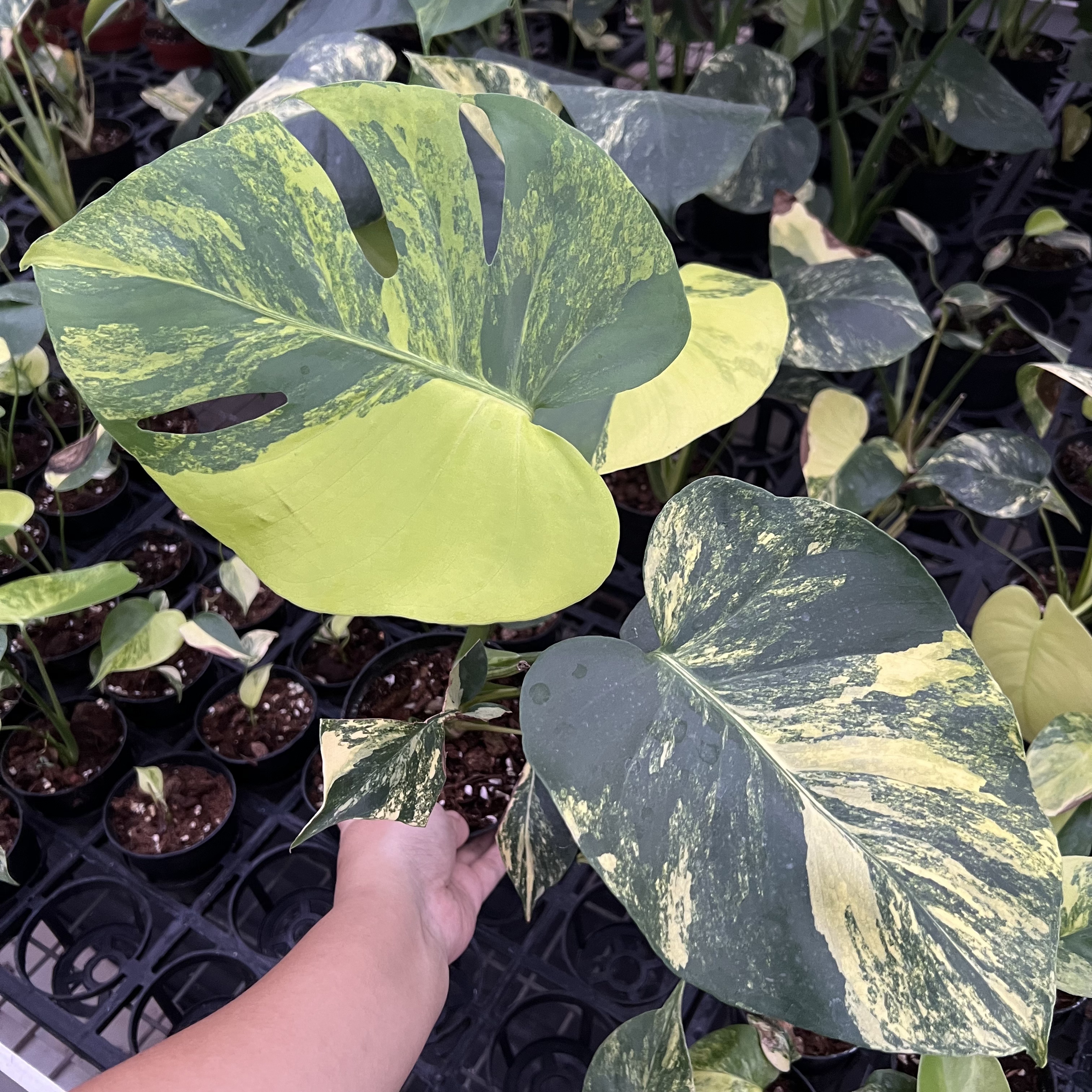 Monstera Deliciosa Aurea