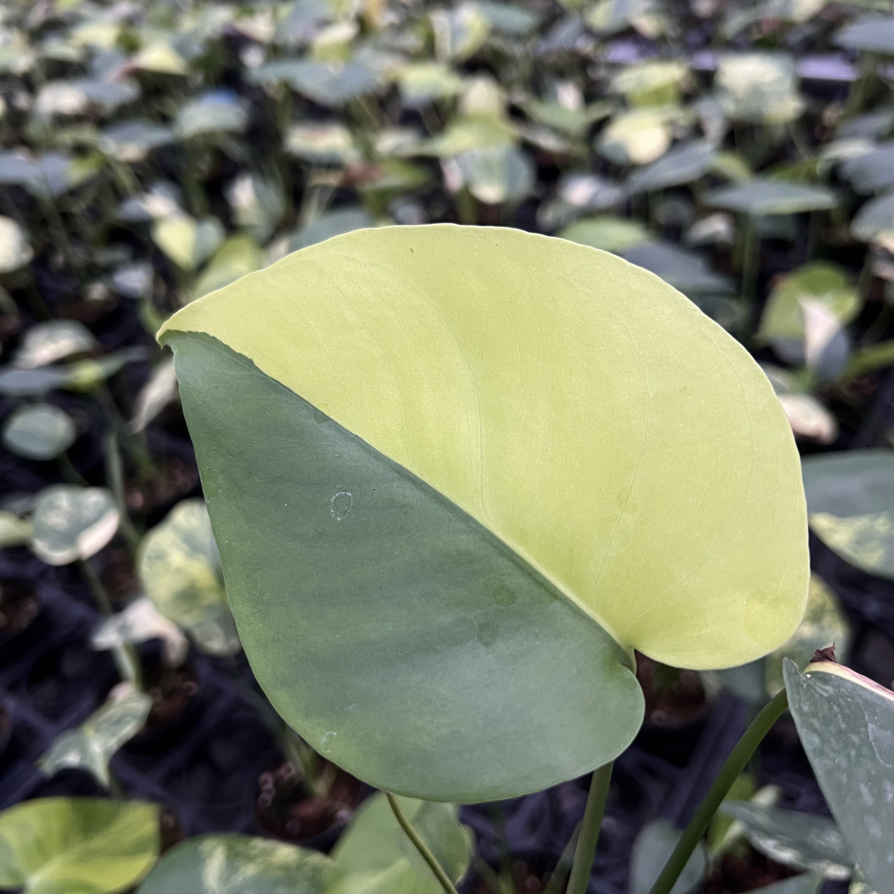 Monstera Deliciosa Aurea