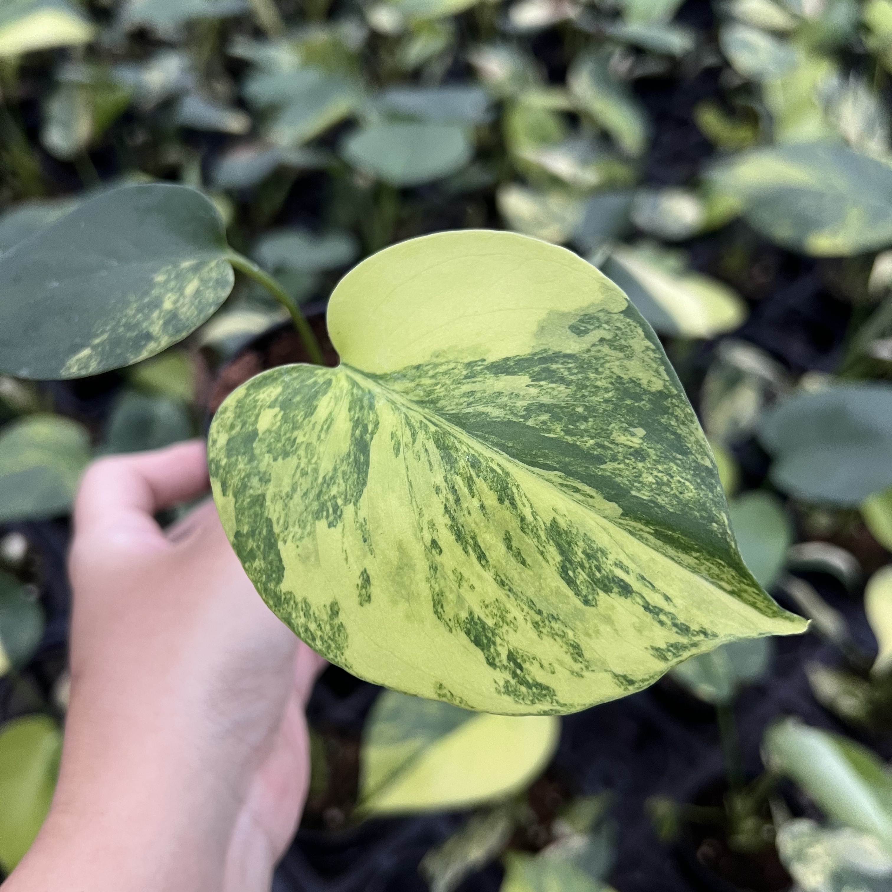Monstera Deliciosa Aurea