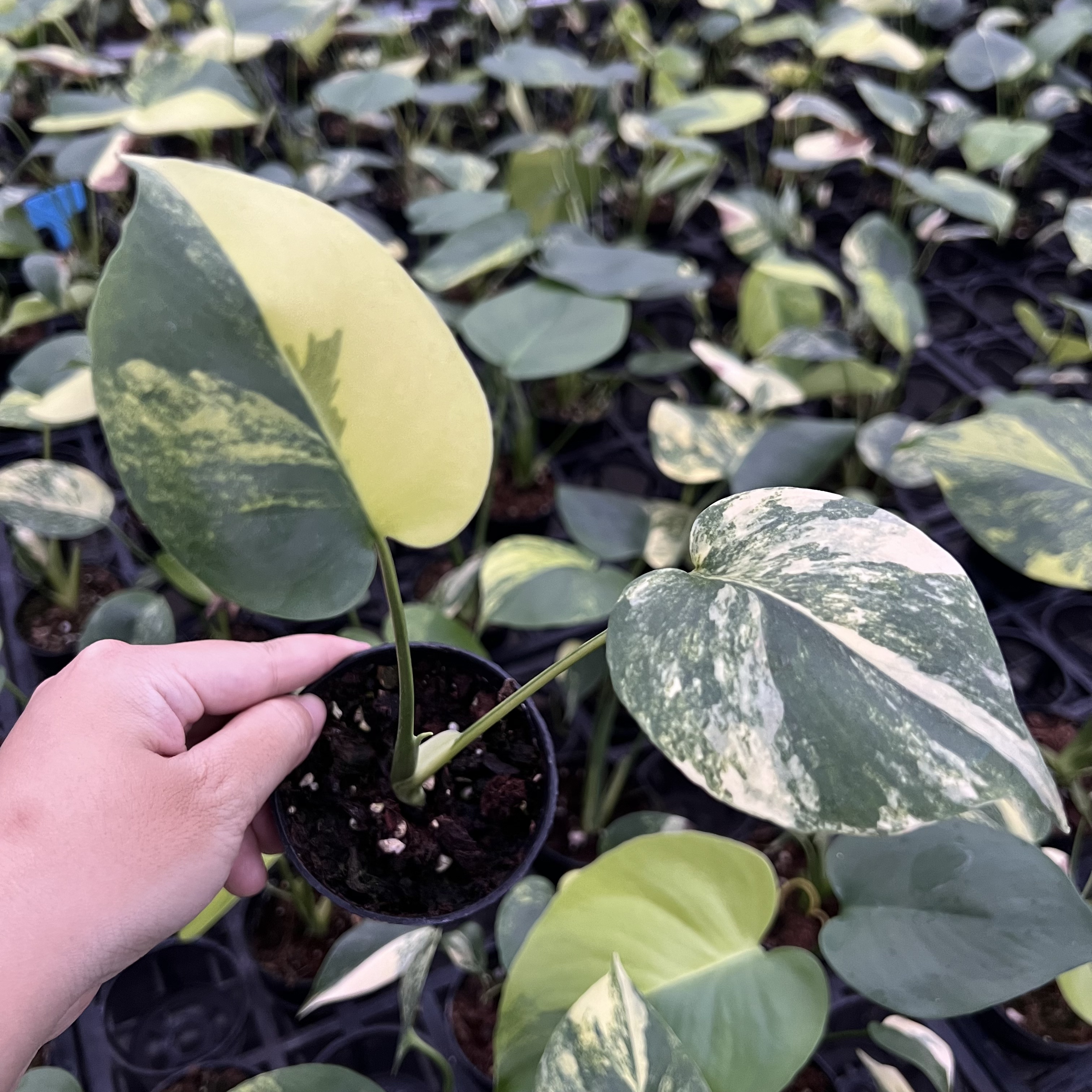 Monstera Deliciosa Aurea