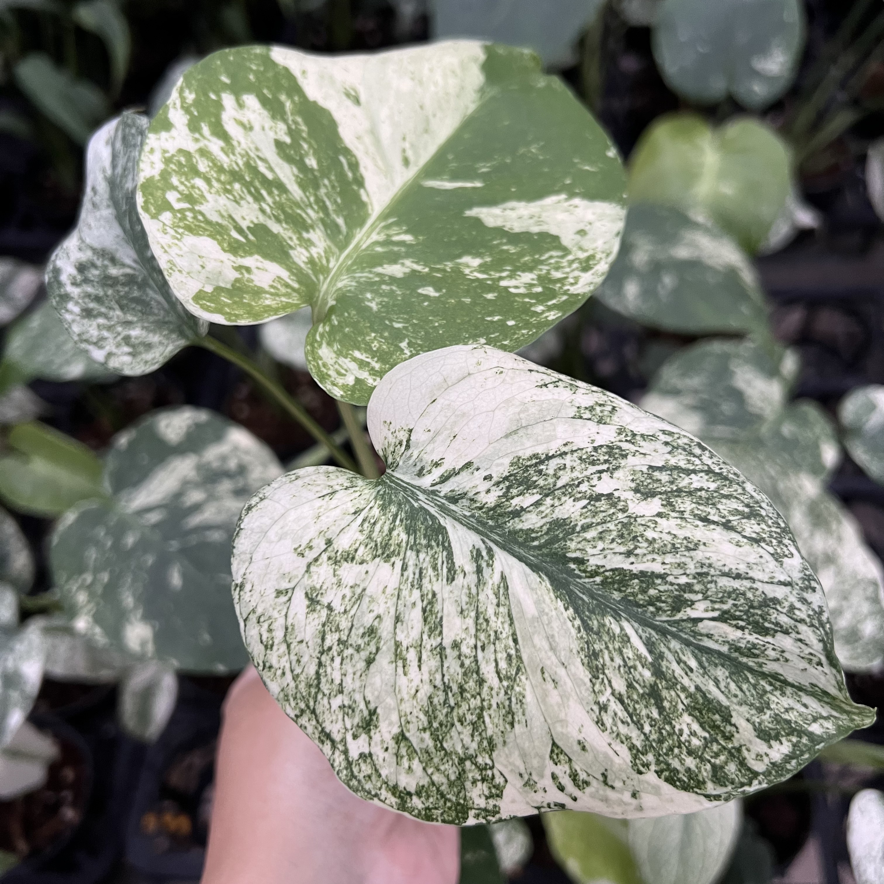Monstera Deliciosa White Monster
