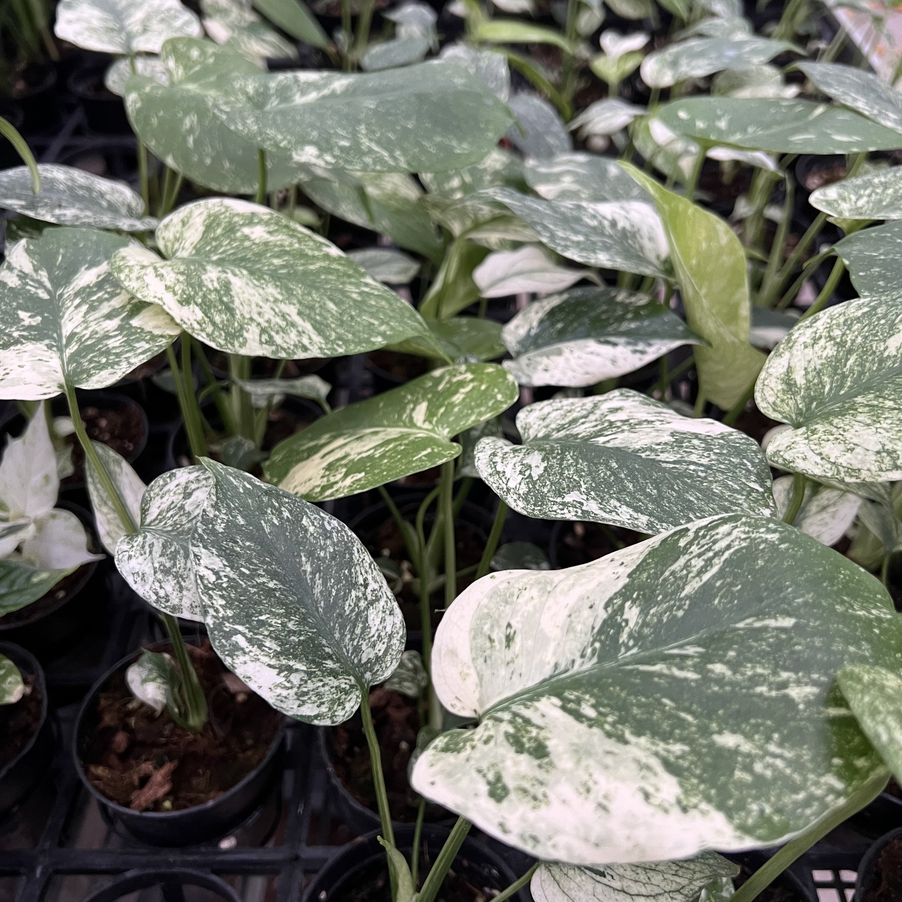 Monstera Deliciosa White Monster