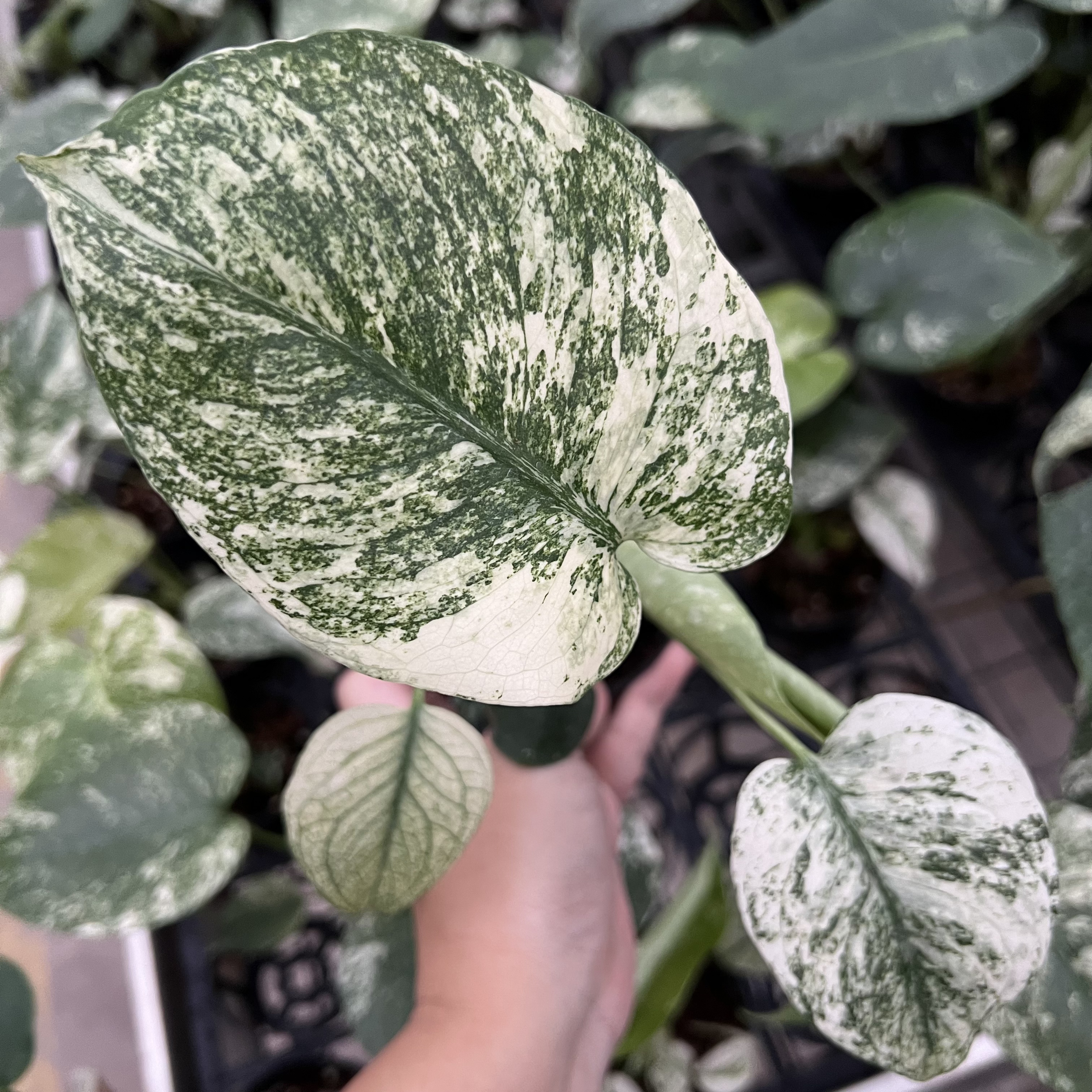 Monstera Deliciosa White Monster