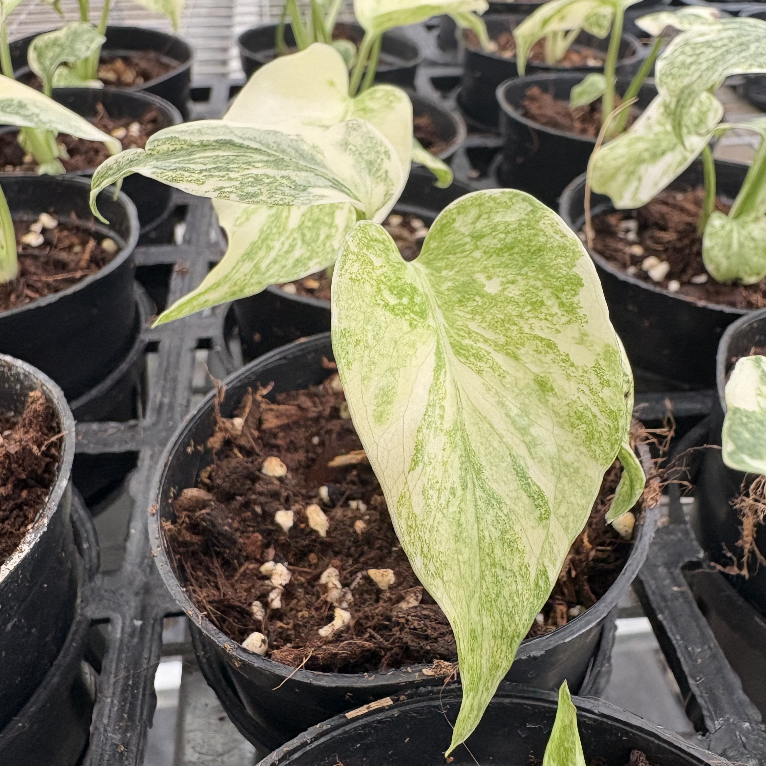Monstera Green Snow